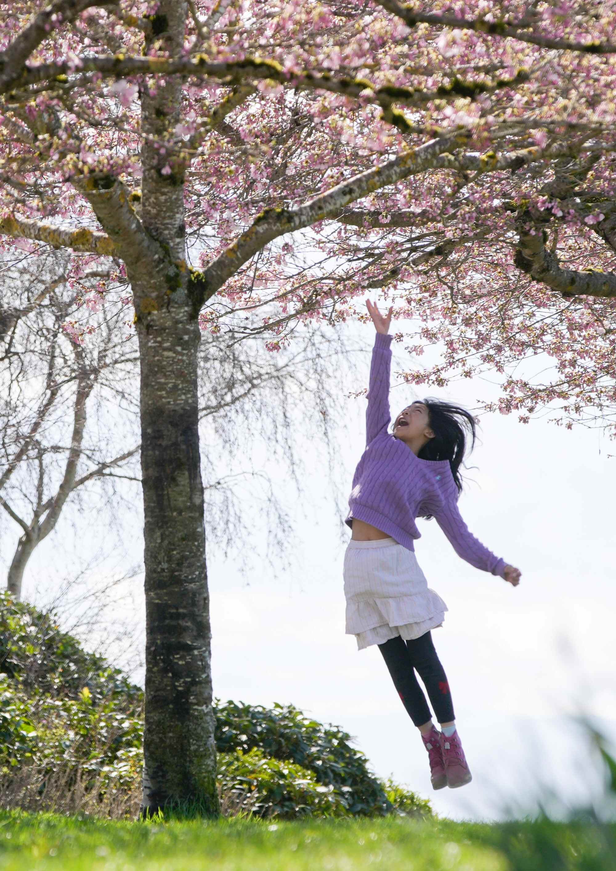 A girl jumps up to touch cherry blossoms at a park in Vancouver, British Columbia, Canada, on March 20, 2026. Photo: Xinhua