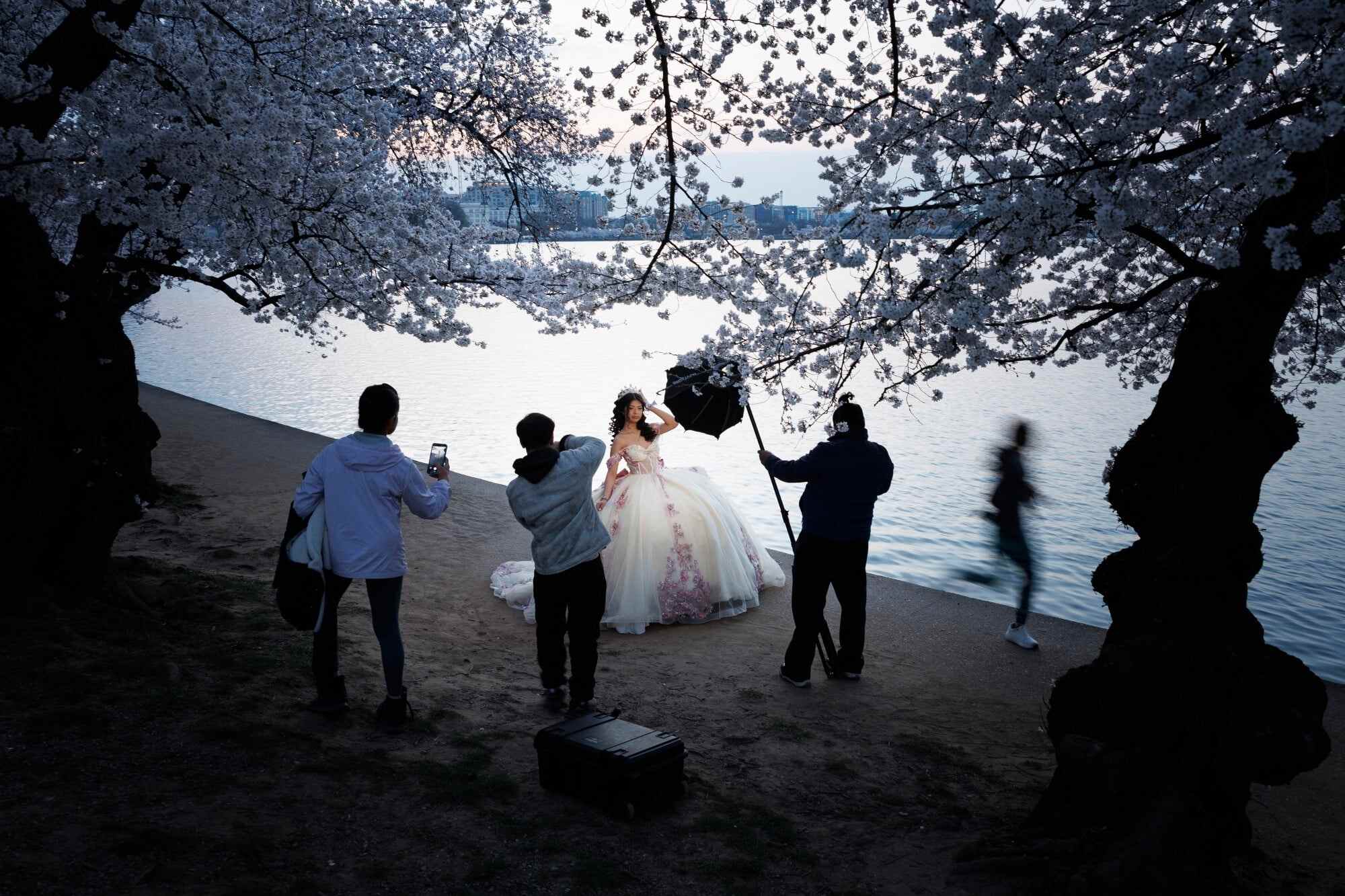 A person poses for a quinceañera photo among the cherry blossom trees in Washington DC. A quinceañera is a traditional Latin American celebration held for a girl’s 15th birthday. Photo: AP