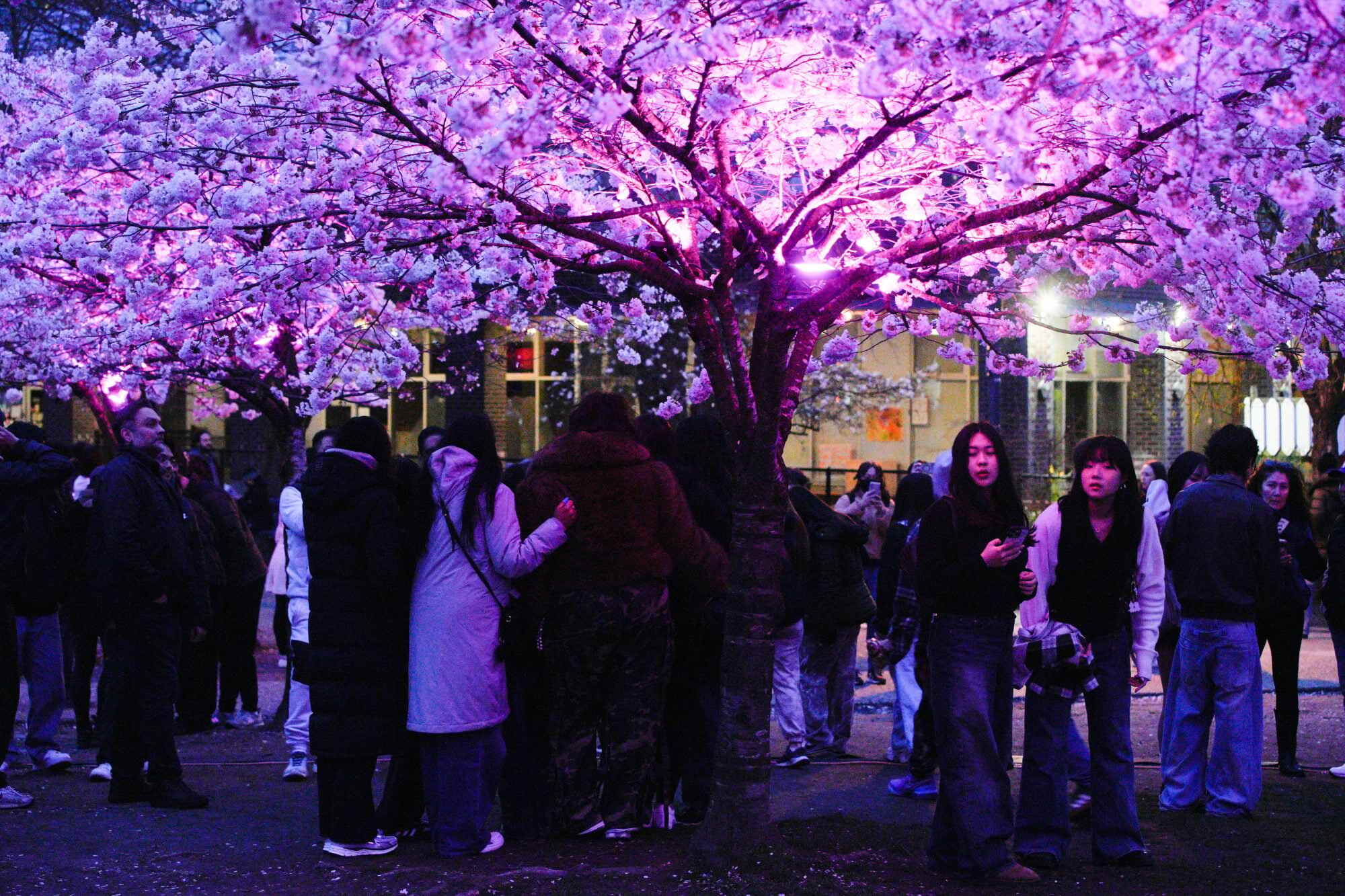 Visitors attend the Blossoms After Dark event at David Lam Park in Vancouver, British Columbia, Canada, on March 27, 2026. The two-night free outdoor event featured illuminated cherry blossoms, performances, food vendors and interactive activities. Photo: Xinhua