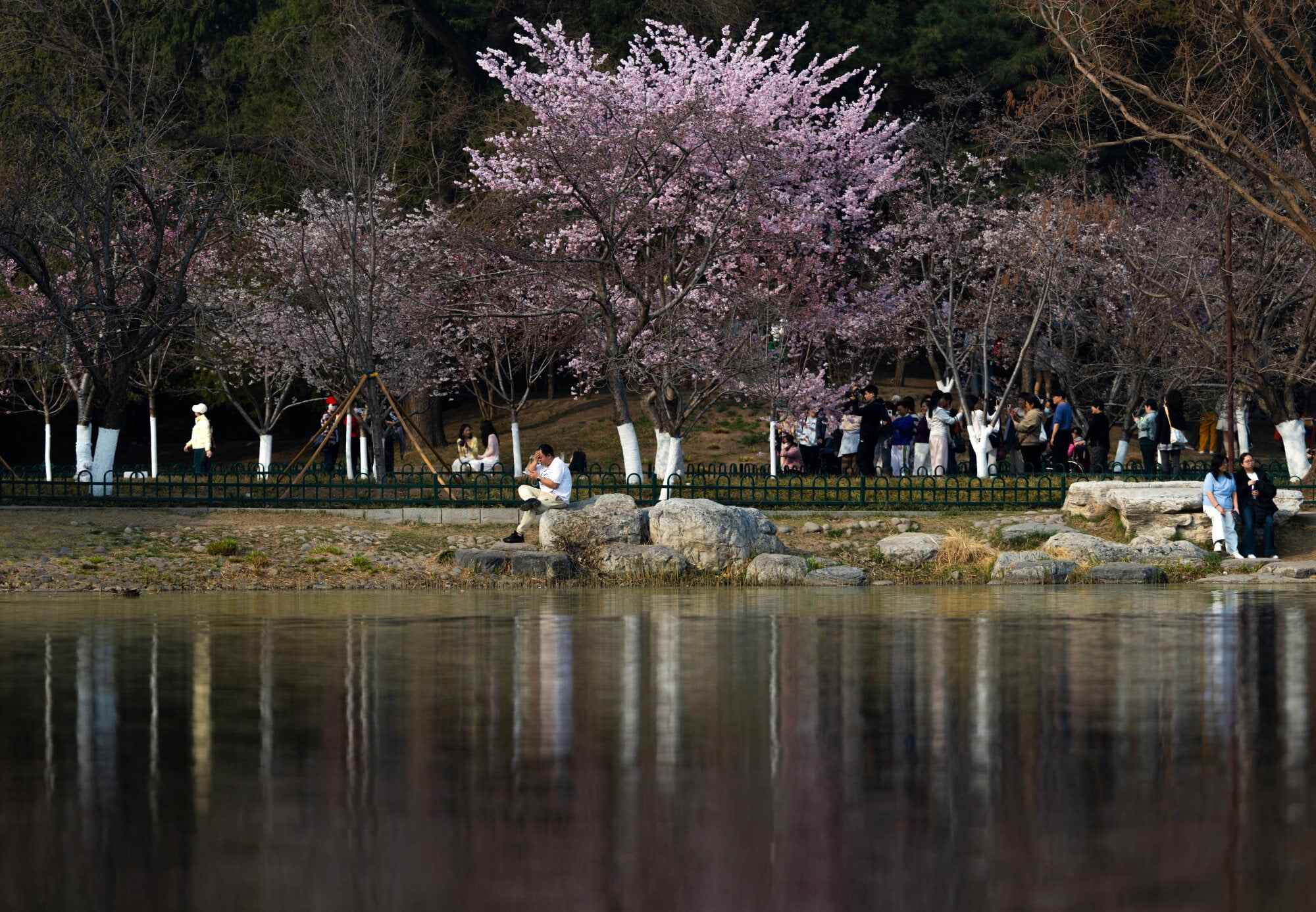 A man sits by a pond near blooming trees during cherry blossom season in a park in Beijing, China, on March 25, 2026. Photo: Reuters