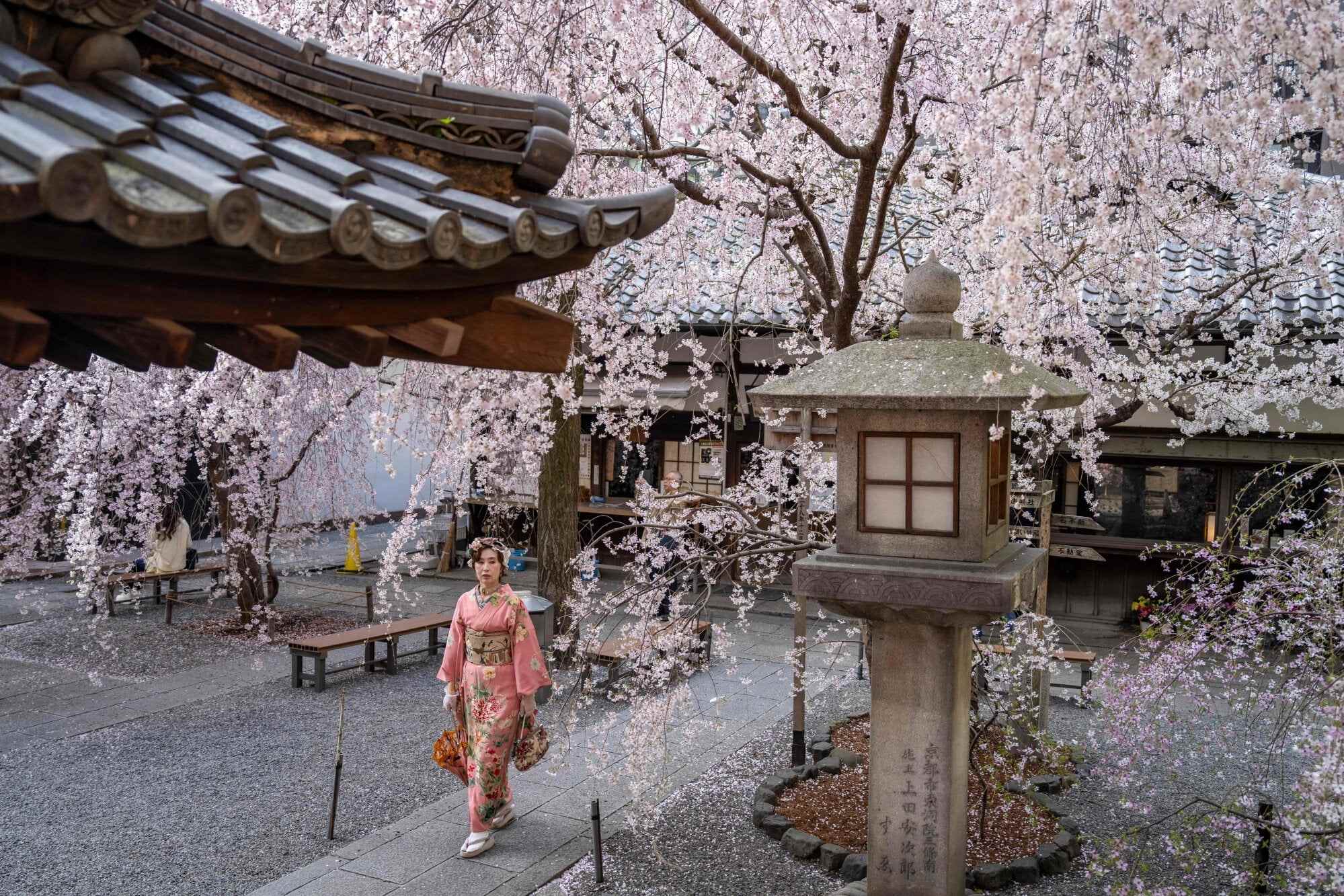 A woman in a kimono walks under cherry blossom trees at Rokkakudo temple in Kyoto, Japan, on March 29, 2026. Photo: AFP