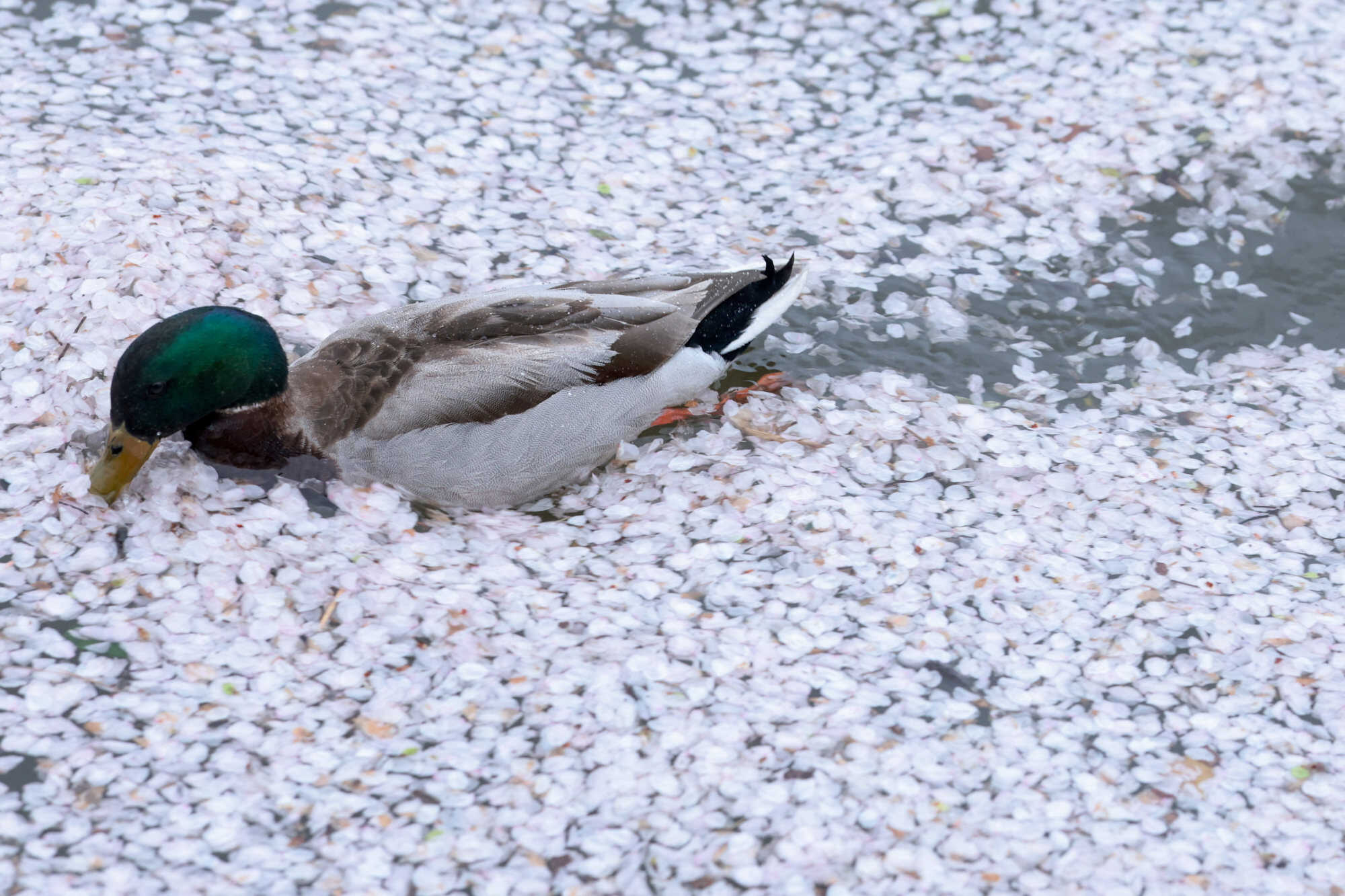 A duck swims through fallen cherry blossom petals in Washington DC, in the US. Photo: Reuters
