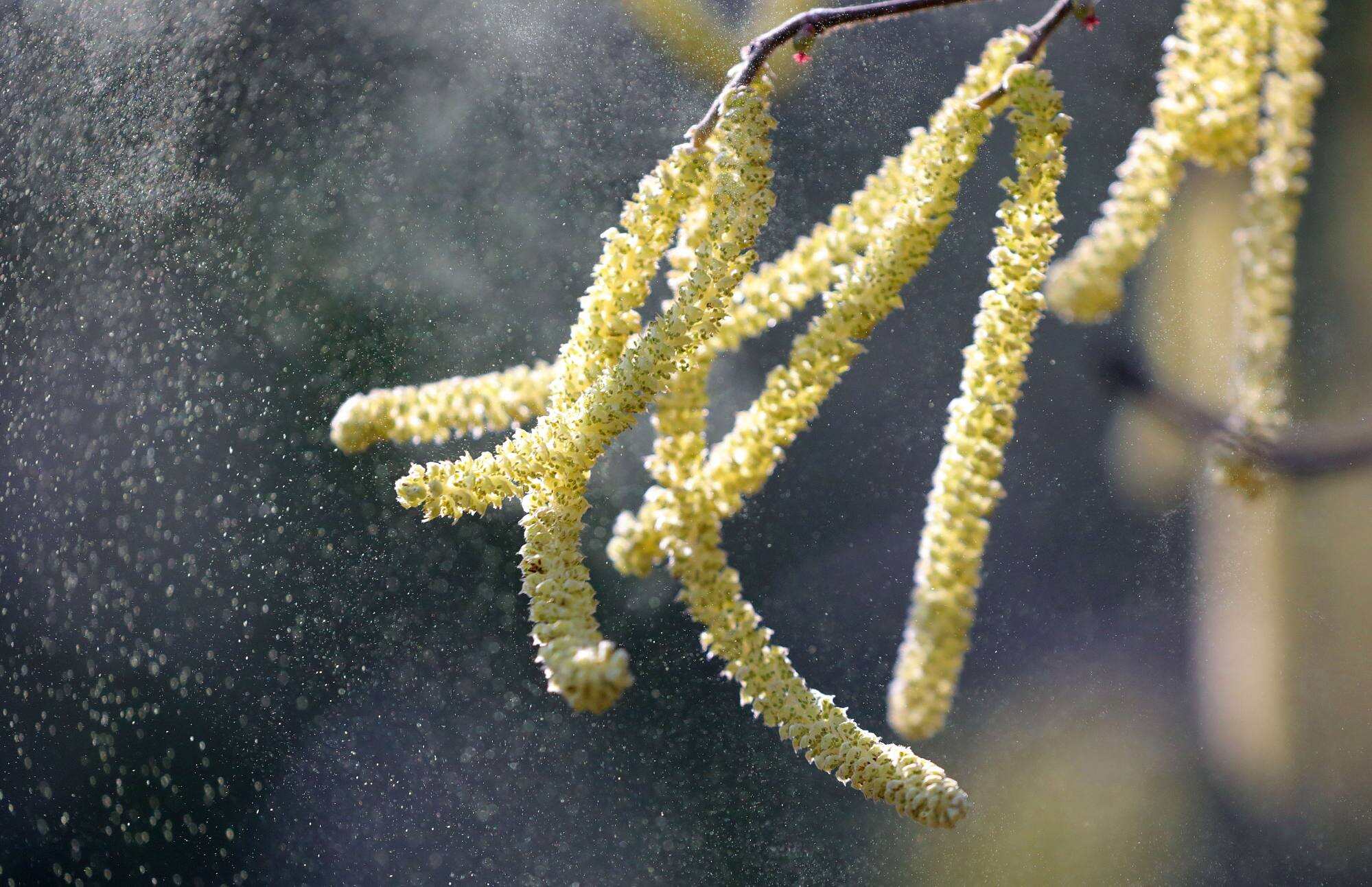 Spring might be bringing pollen into your home. Photo: Wolfgang Kumm/dpa
