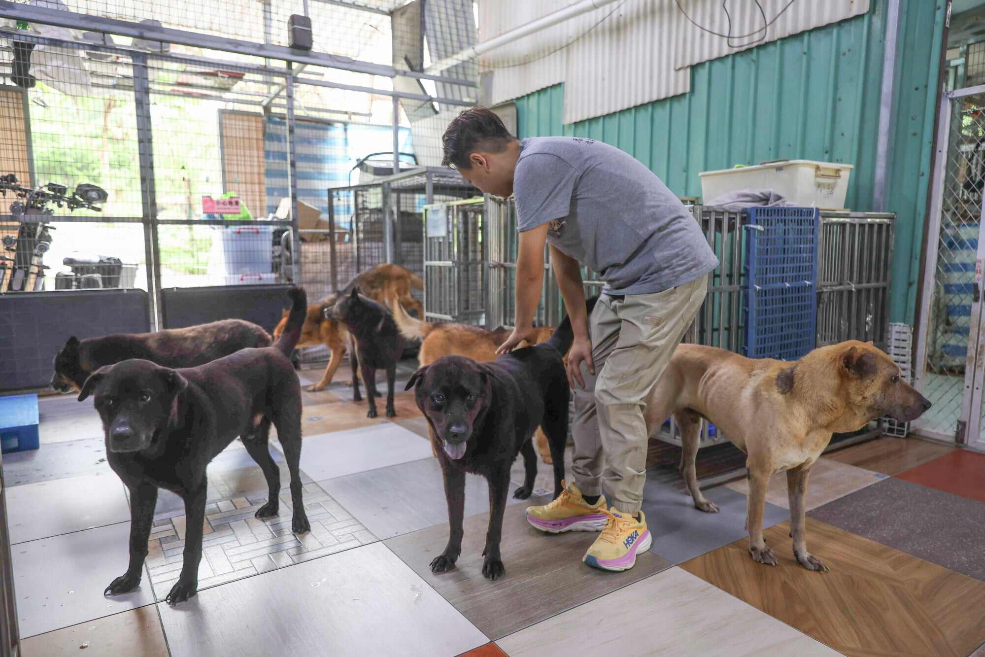 Dogs at the Paws Guardian Rescue Shelter in Yuen Long, New Territories. Even as the number of stray and abandoned dogs in the city soars, many local shelters can only allow school students to do so much because of age and safety rules. Photo: Edmond So