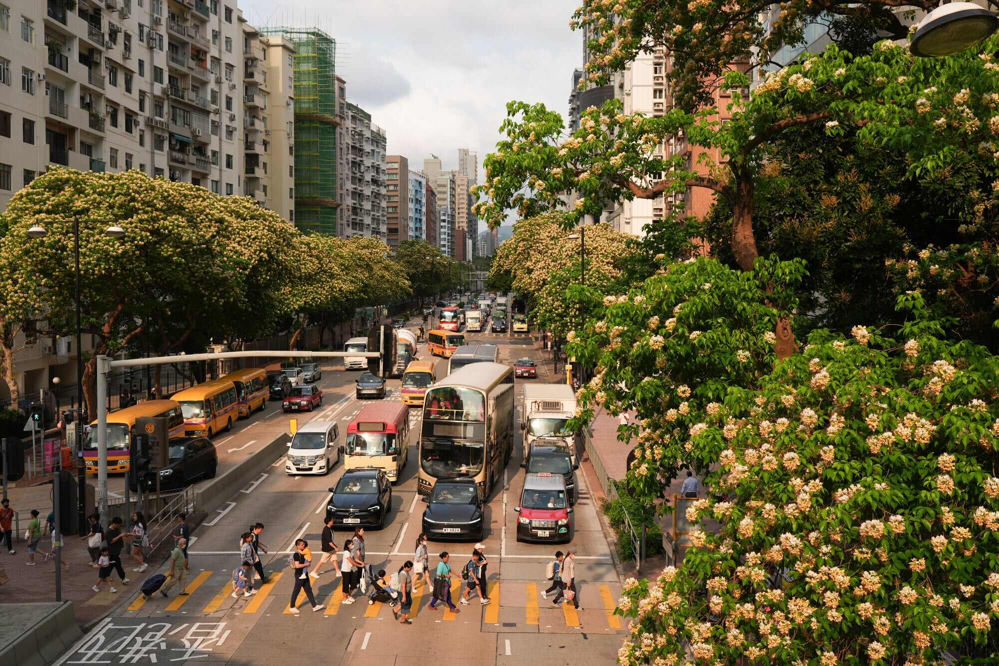 Spider trees – named for the long and slender spider leg-like stamens that jut out from the tree’s flowers – in full bloom in Prince Edward. Photos: Eugene Lee