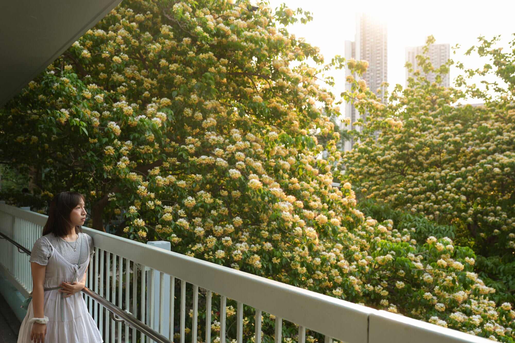 According to Flora Reipublicae Popularis Sinicae, locals in Shiping and Jianshu County in China’s Yunnan province would pick young leaves off spider trees and pickle them in salt to eat, giving the tree its Chinese name, “Vegetables from Heads of Tree (樹頭菜).