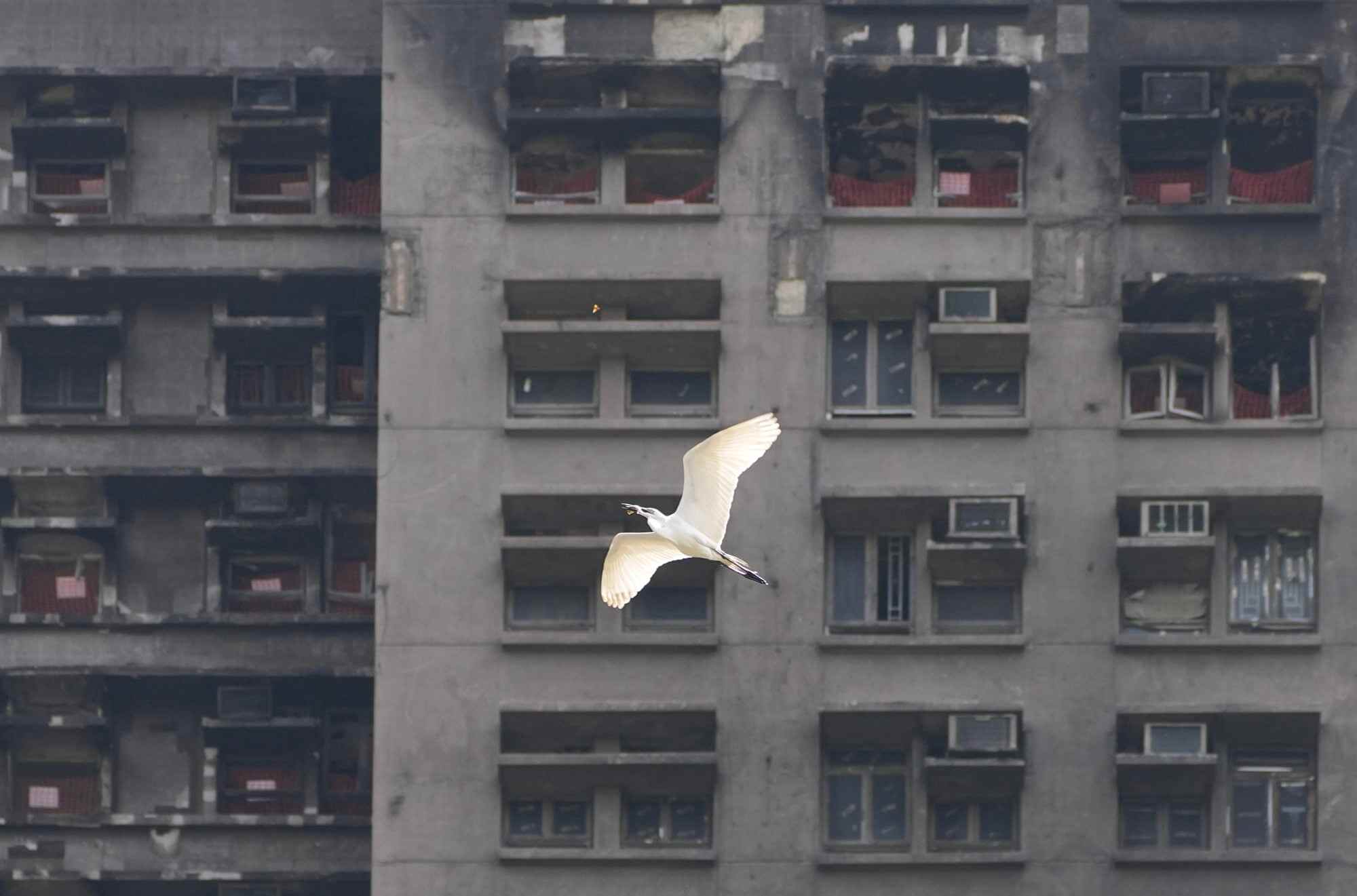 An egret flies past Wang Sun House in Wang Fuk Court, Tai Po. Nearly five months after the Wang Fuk Court fire, residents of seven blocks have begun phased returns to collect belongings. Photo: Karma Lo