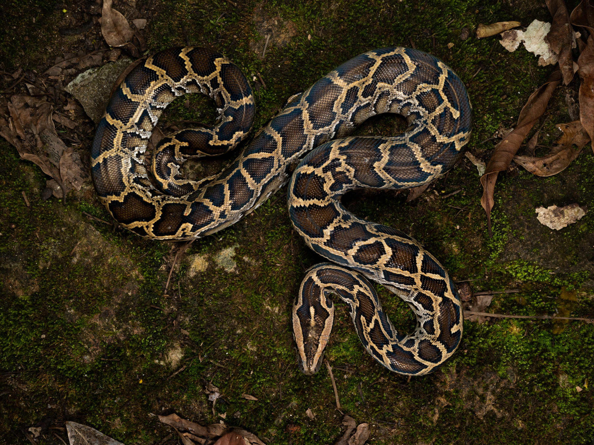 Hong Kong-based snake field guide author Adam Francis says the Burmese python is “a big snake with a slow metabolism that eats big meals and then goes away and sits in a quiet, dark place to digest that meal”. Photo: Adam Francis