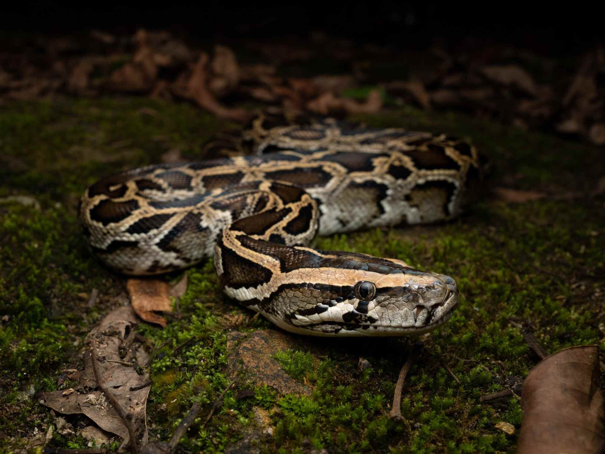 Hong Kong-based snake field guide author Adam Francis says the Burmese python is “a big snake with a slow metabolism that eats big meals and then goes away and sits in a quiet, dark place to digest that meal”. Photo: Adam Francis