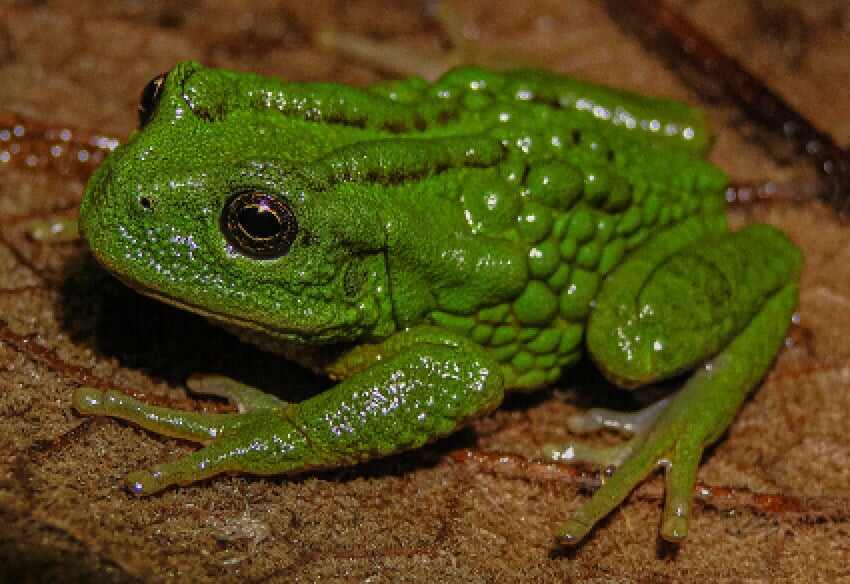 ‘Gastrotheca mittaliiti’ is a new frog species discovered in the Peruvian Amazon. Photo: AFP/Selva Institute for Sustainable Development Research