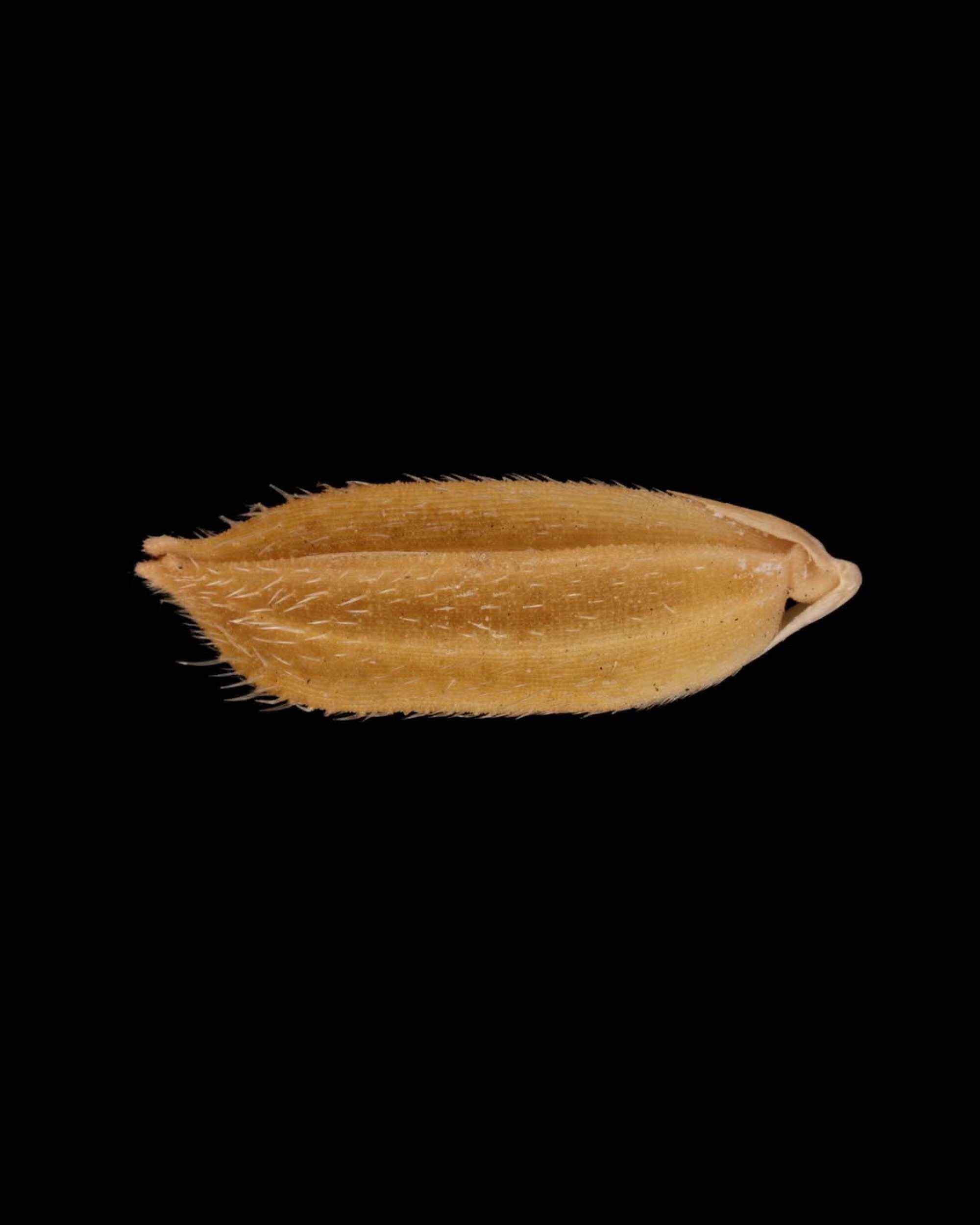 A photo of Lo Shu Ngar, or “mouse’s tooth”, a Hong Kong rice that is known for its pointed ends. Photo: Instagram/giftfromland