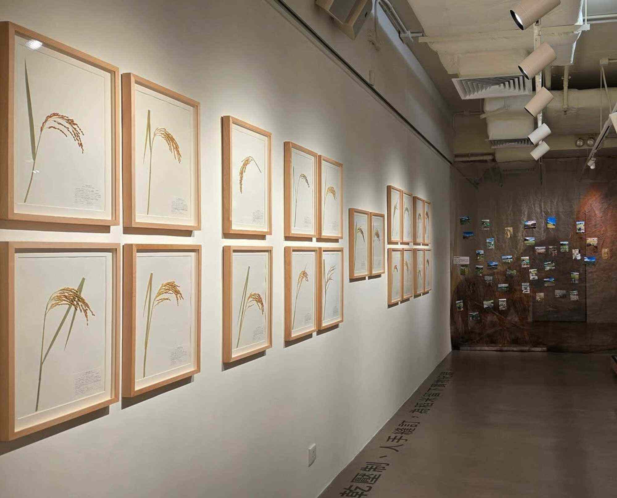 This exhibition showcases the 35 Hong Kong rice varieties that Gift from Land’s project has revived. Photo: Handout