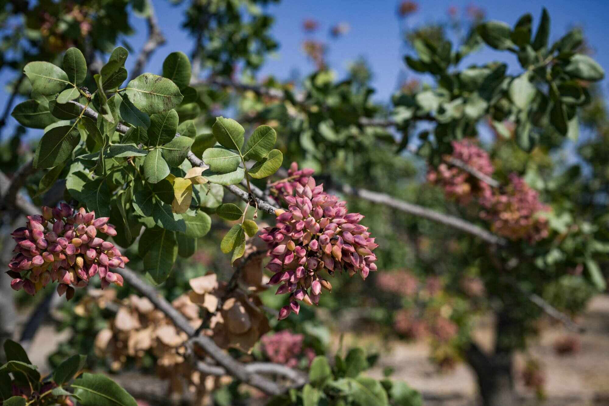 A branch of pistachios on the Greek island of Aegina. The nut, already more expensive than others, is only going to get pricier as a result of the US-Israel war on Iran and shipping turmoil in the Strait of Hormuz. Photo: AFP