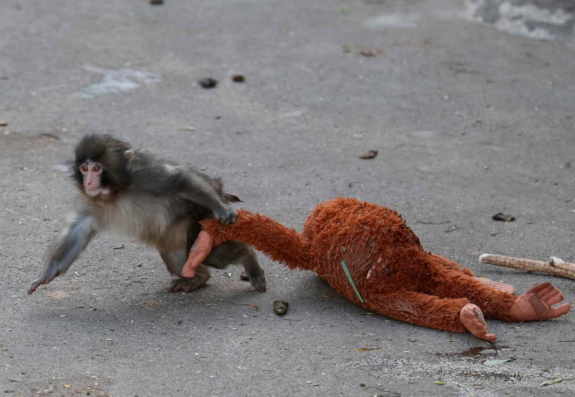 Punch’s mother abandoned the macaque when he was born. The keepers settled on an orange orangutan from Ikea to offer him comfort. Photo: Reuters