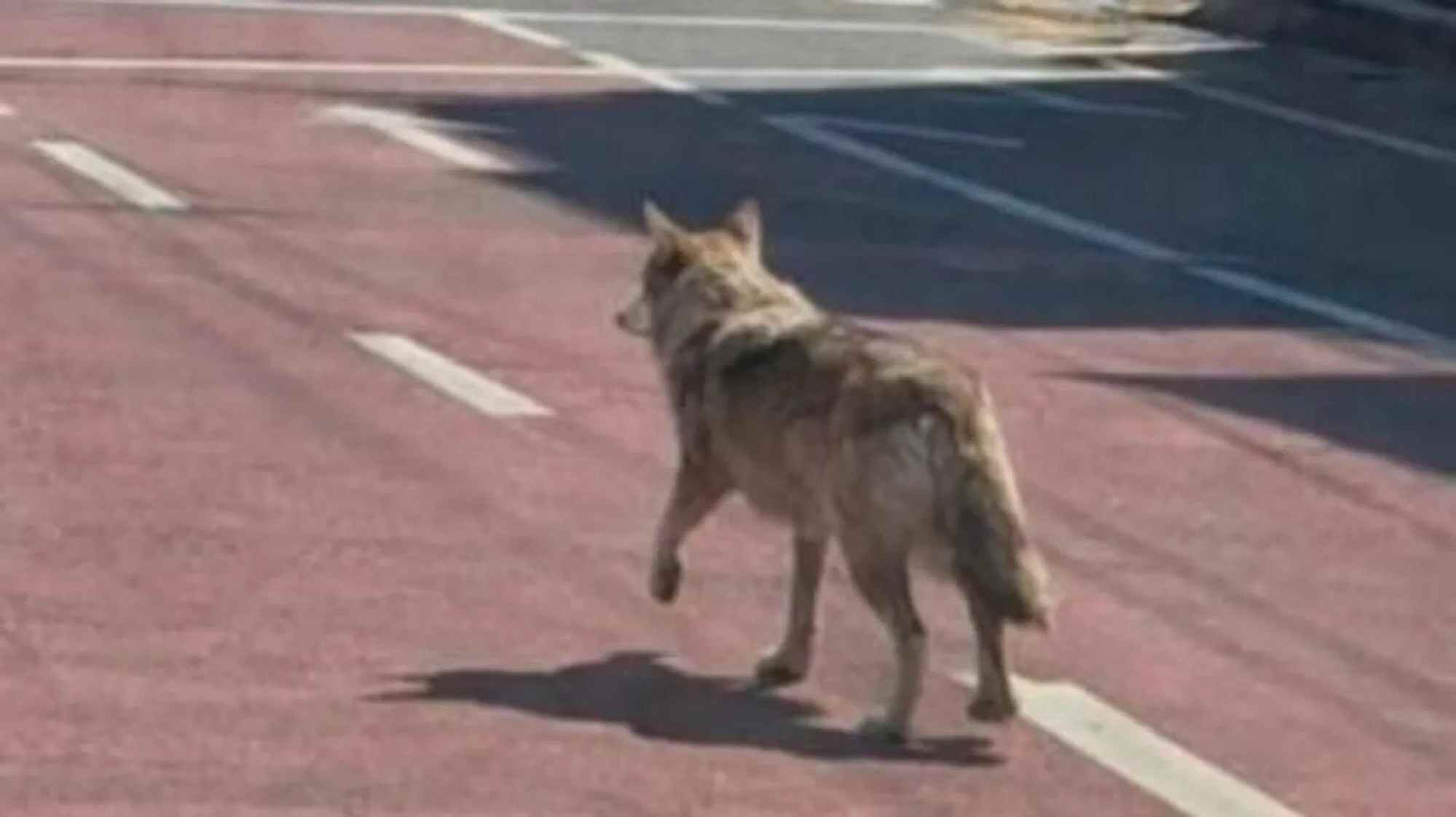 Even authorities were taken in by an AI-generated image of an escaped wolf in Daejeon. Photo: Handout