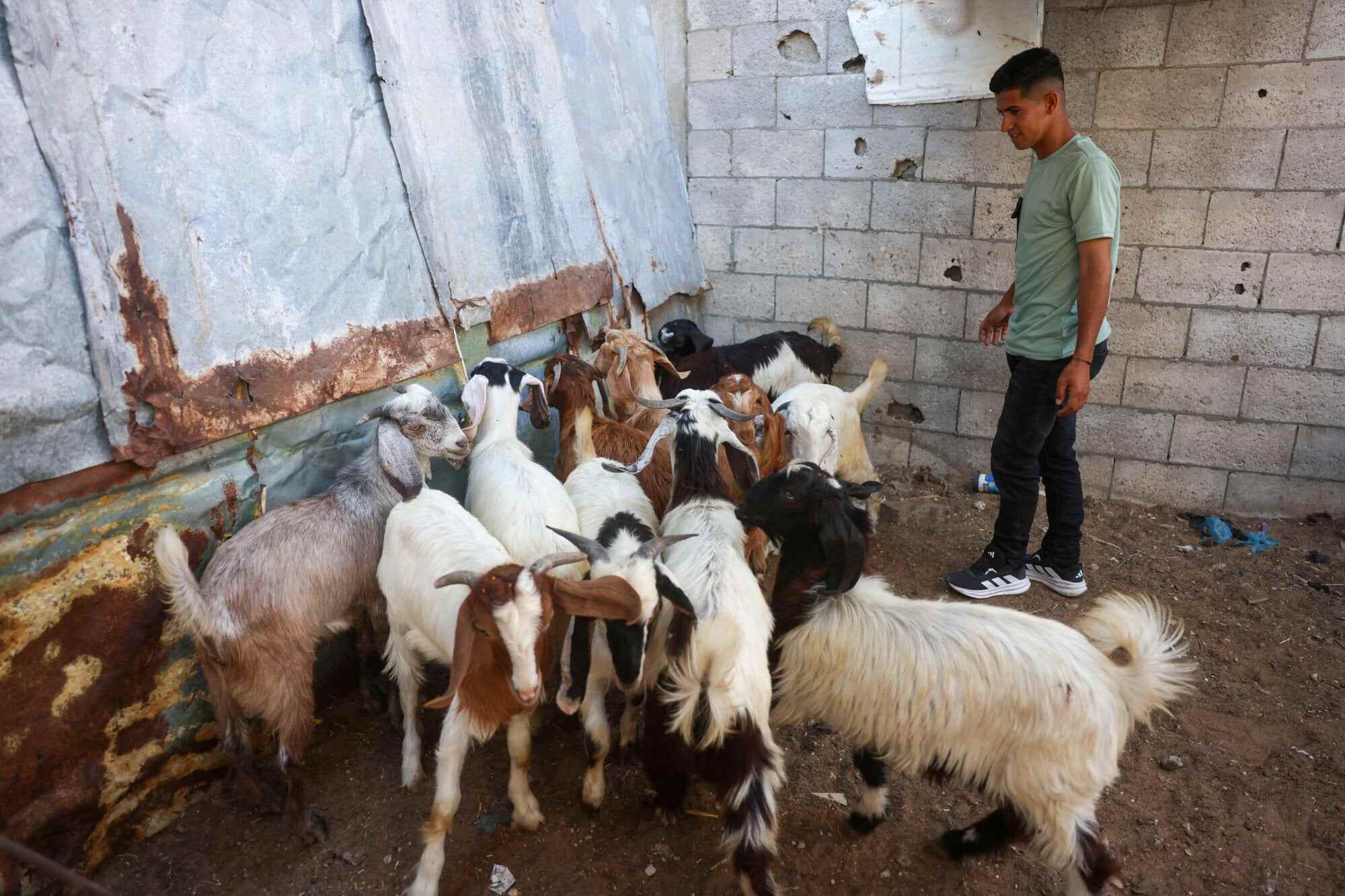 Amid the ongoing crisis in Gaza, the soaring prices of sheep due to a severe shortage have left many families unable to afford the traditional sacrifice for Eid al-Adha. Photo: AFP