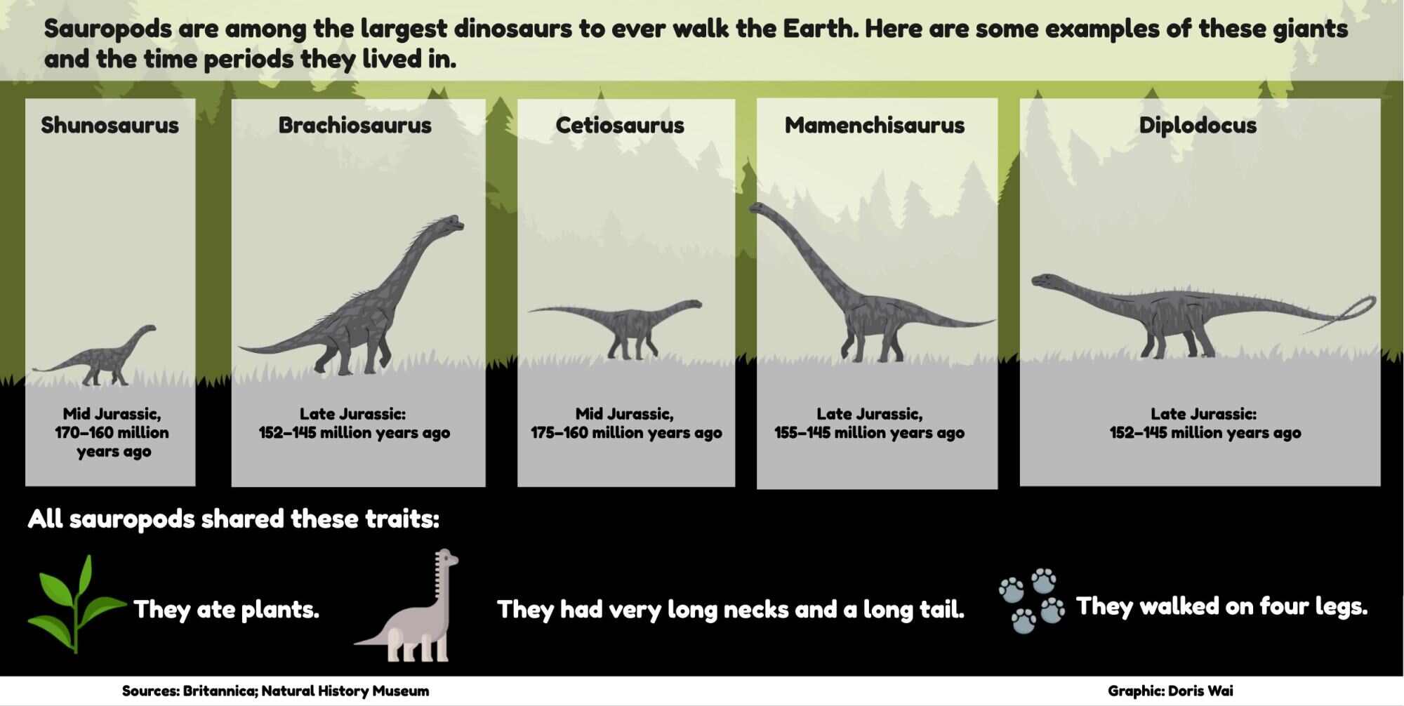 More about Sauropods