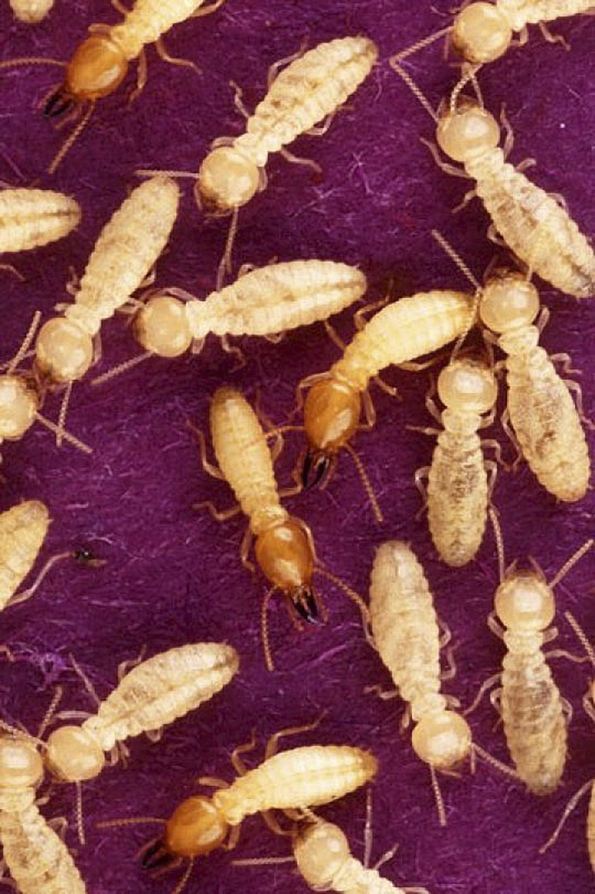 Formosan termites, or Coptotermes formosanus, are the more commonly seen species of termites in Hong Kong homes. Photo: US Department of Agriculture Agricultural Research Service