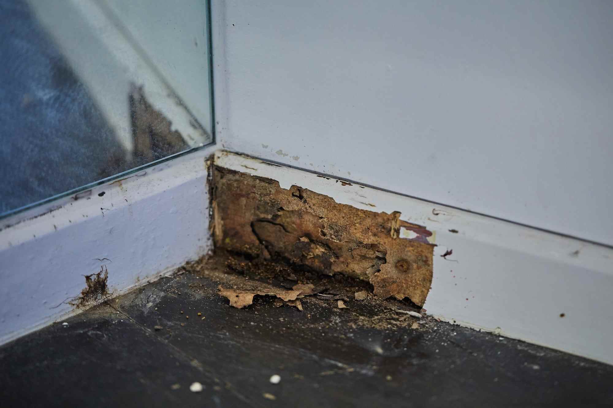 Termites that appear in homes are xylophagous, meaning they feed on wood. Photo: Shutterstock