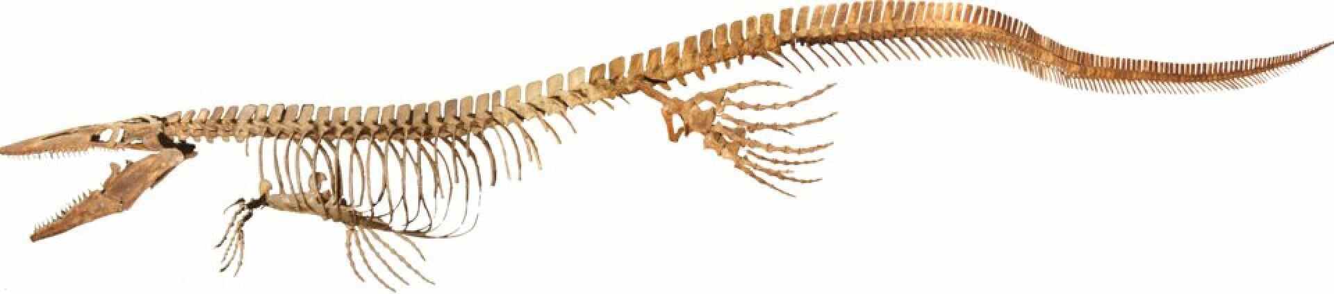 The largest “Tylosaurus rex” specimen, nicknamed Bunker, lives at the University of Kansas Natural History Museum. Photo: Wikimedia Commons