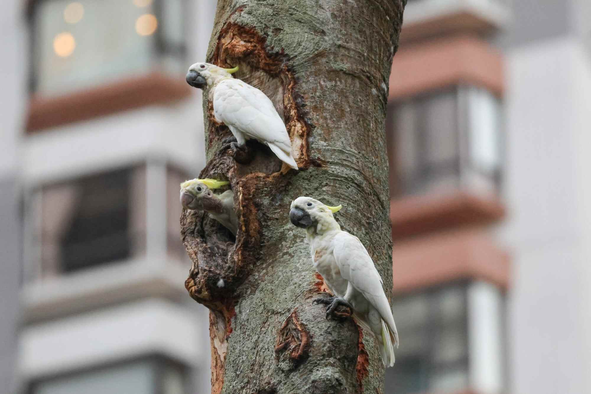 Around 200 yellow-crested cockatoos live in Hong Kong, mainly in northern Hong Kong Island. Photo: Uva Fung/University of Hong Kong