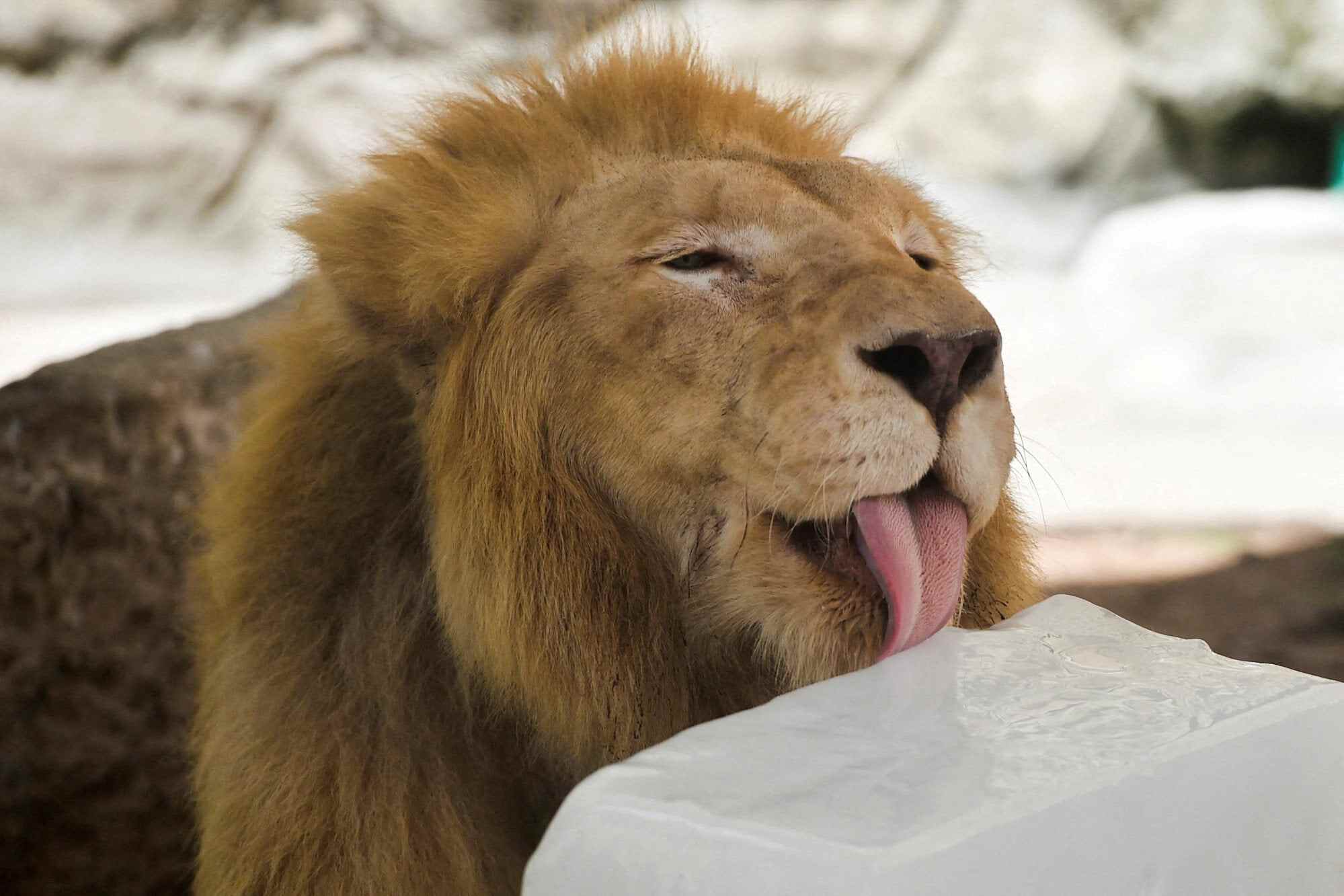 A lion licks a block of ice in its enclosure at a zoo during a hot summer day in Lahore, Pakistan, on June 8. Photo: Reuters