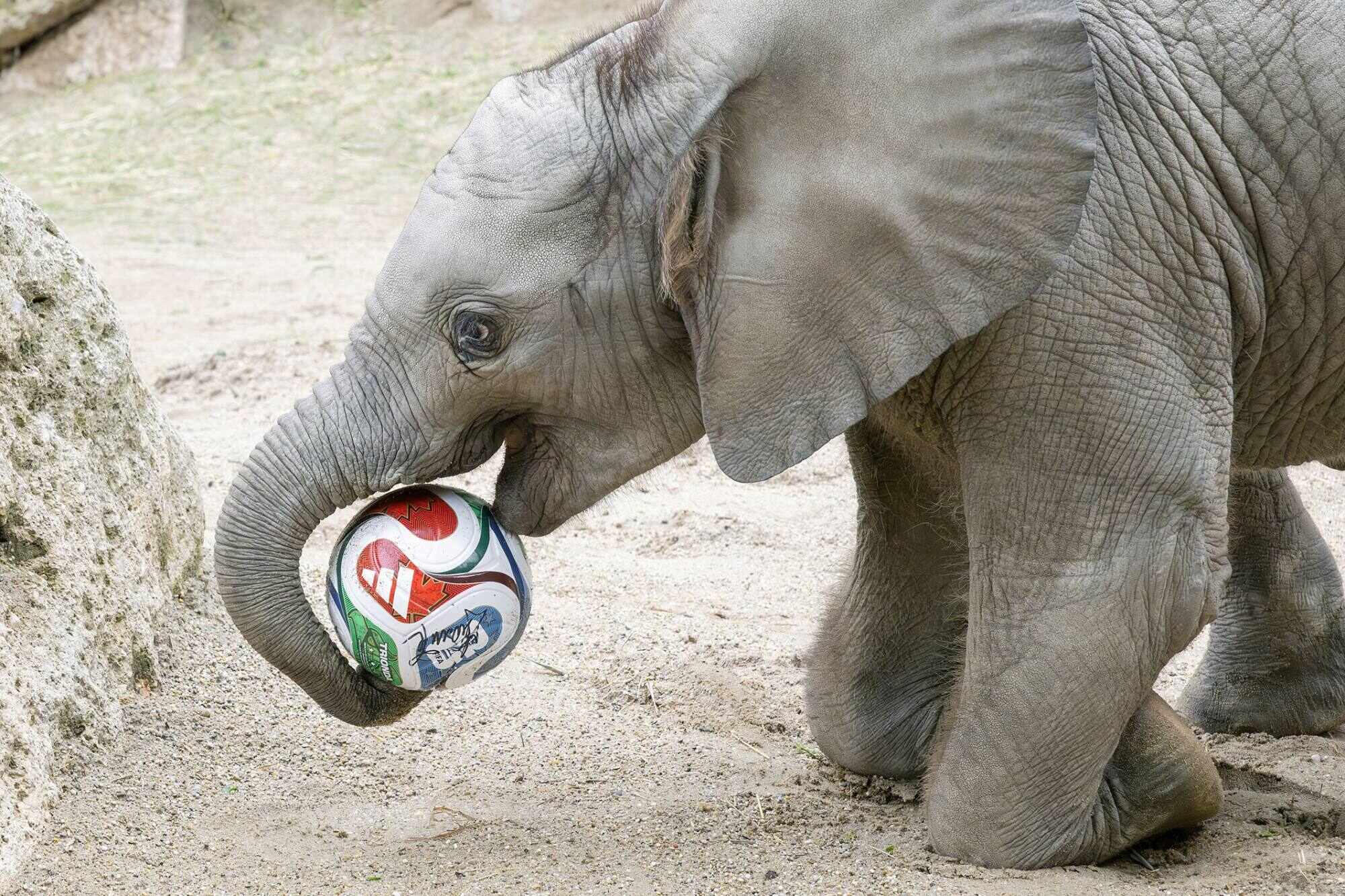 A male elephant at Schoenbrunn Zoo plays with a football during a visit by former Austrian footballer Hans Krankl to train with the elephants. Photo: Daniel Zupanc/Tiergarten Schonbrunn via APA/dpa