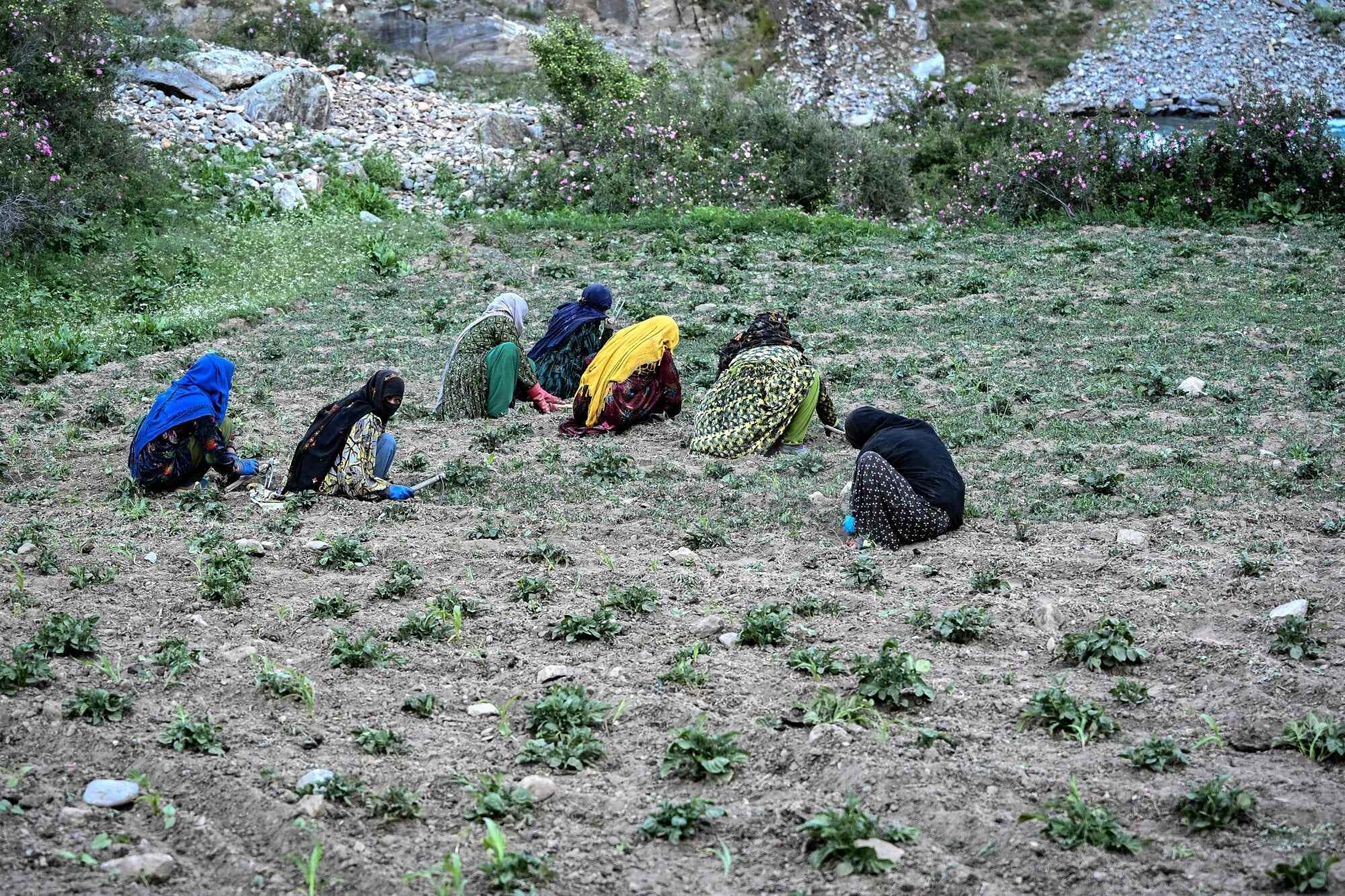In a remote province of northeastern Afghanistan, women farmers are playing a vital role in their community’s survival among the snow-capped mountains. Photo: AFP