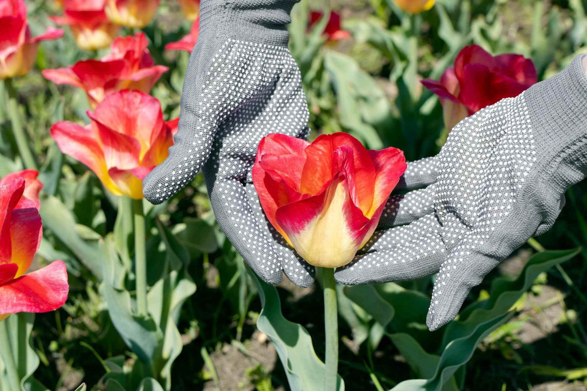 “I will learn to savour the way tulips drink up every last sip of sunshine, knowing they are to be scorched in the process,” one reader writes. Photo: Shutterstock