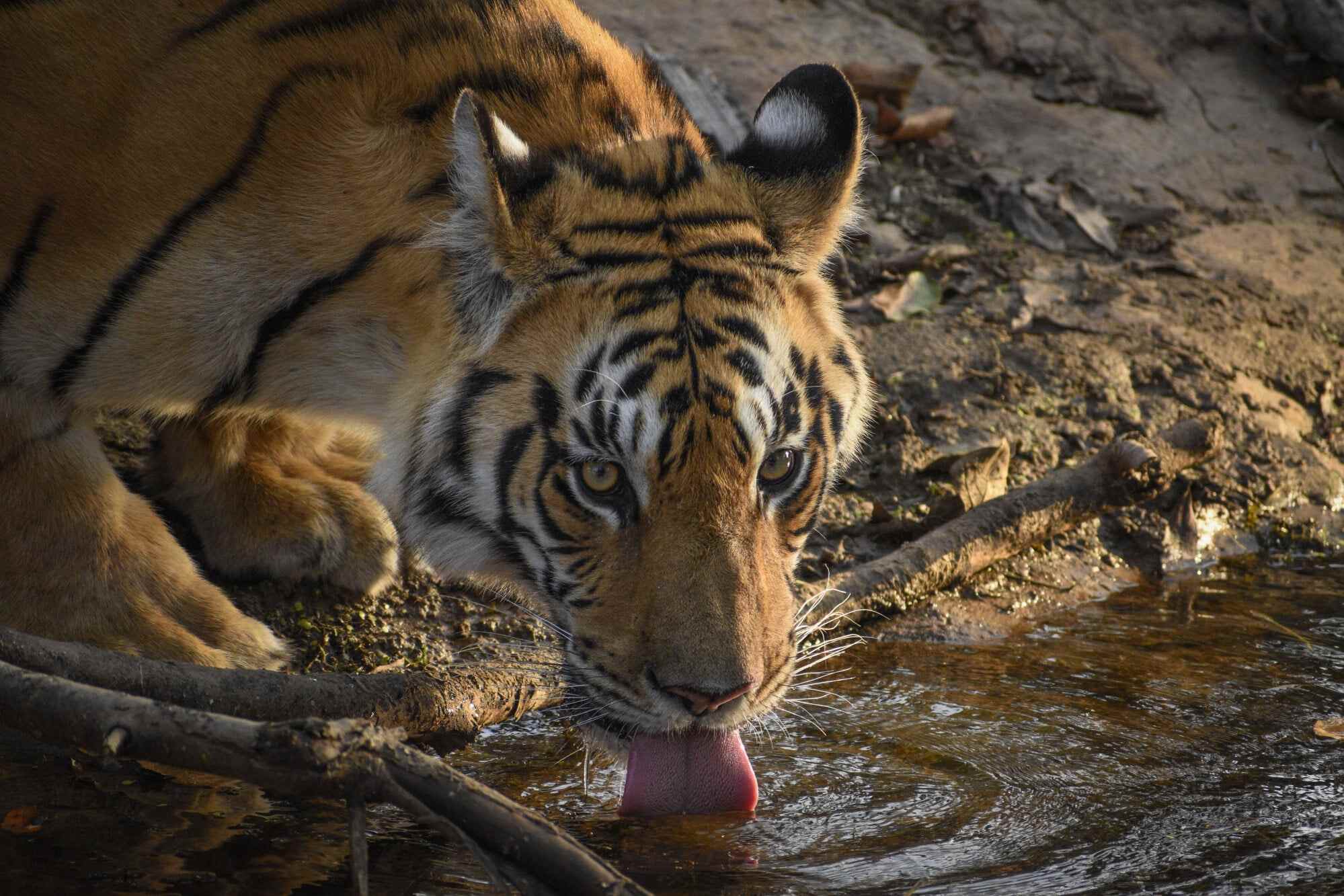 The plan would see India send several of its more than 3,600 tigers to southwest Cambodia’s Cardamom Mountains, a protected expanse of lush rainforest stretching over a million hectares. Photo: Jamtara Wilderness Camp