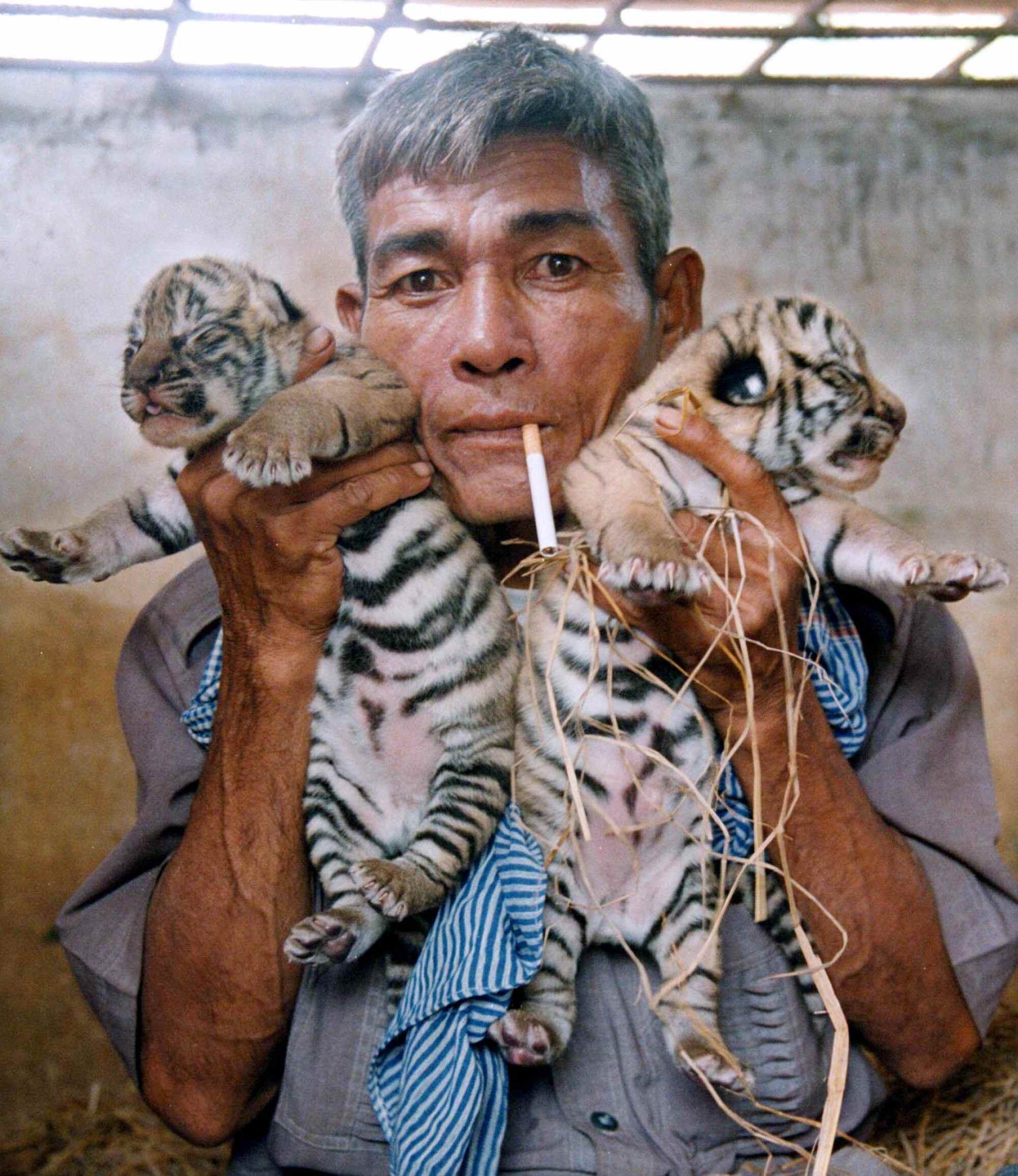 In 2000, Phath Sanne, an animal handler at Bayab Farm, a private zoo once owned by a member of parliament, holds Chann (left) and Chamroen (right), two 10-day-old Indochinese tiger cubs. Photo: Reuters
