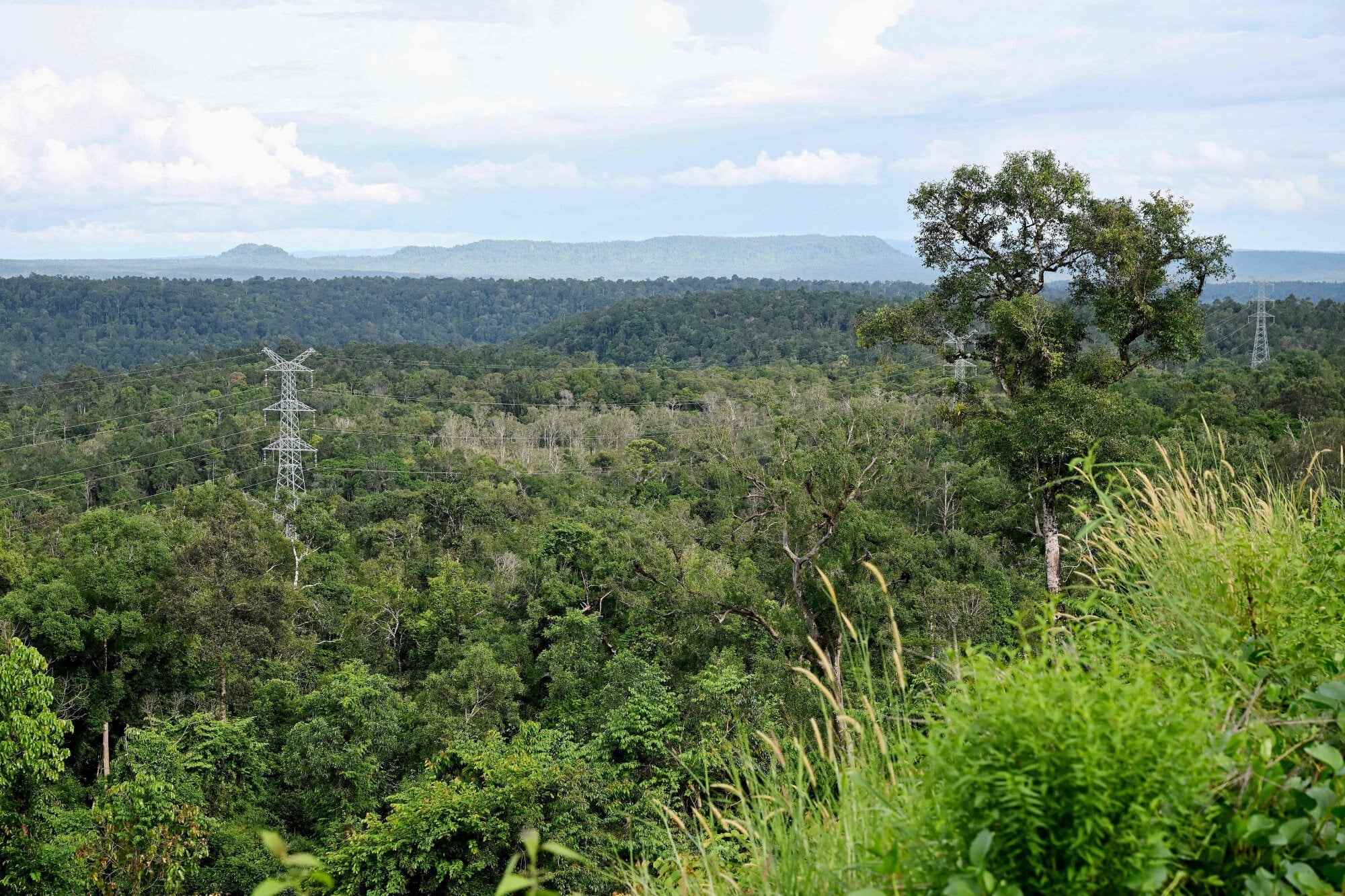 Thick local rainforest would make “safari-style” encounters with tigers for tourism unlikely. Photo: AFP