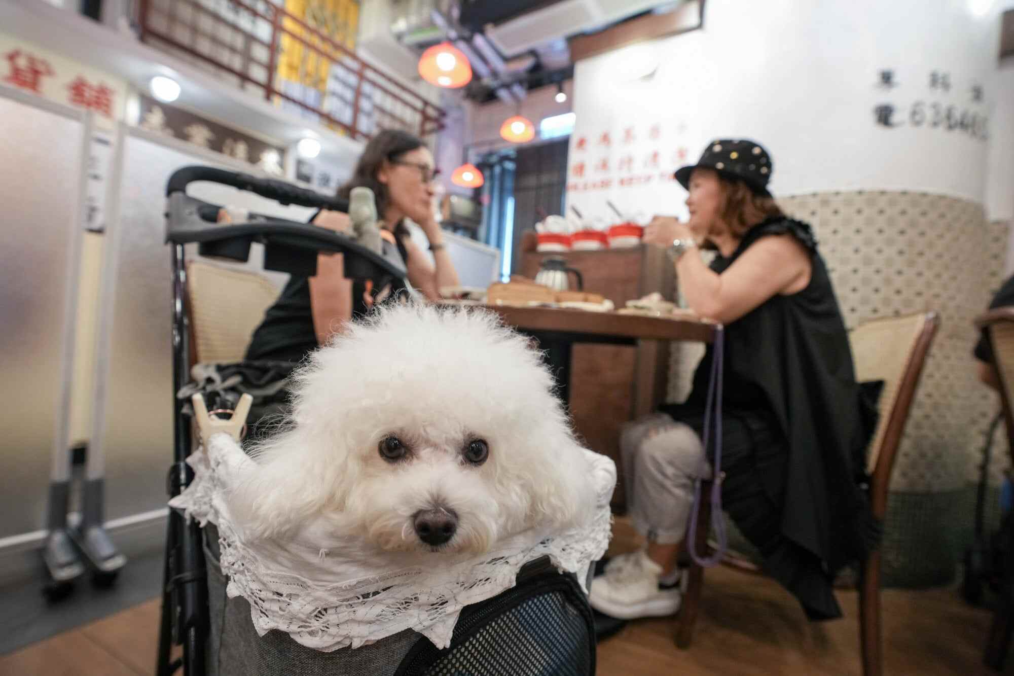 Customers enjoy a meal with their dog in tow at Old Fung Tea House in Mong Kok. Photo: Sam Tsang