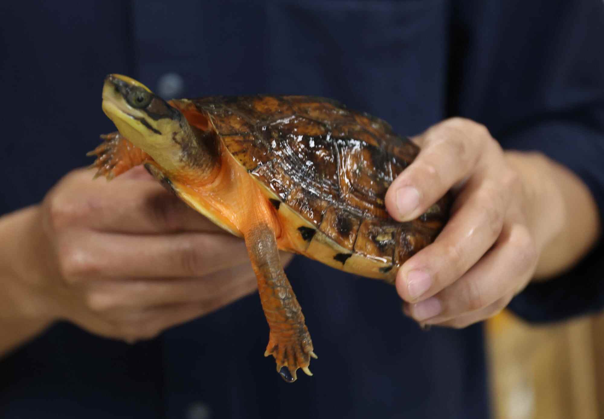 Sung Yik-hei, a herpetology assistant professor at Lingnan University, holds a golden coin turtle, a critically endangered species. Photo: Edmond So