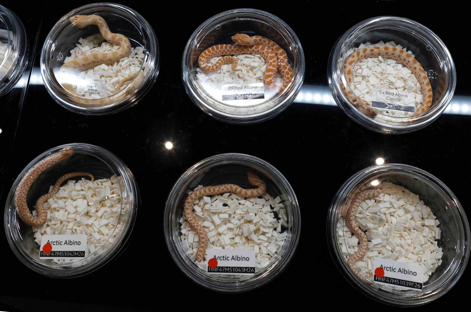 Hognose snakes are displayed in Bangkok, Thailand. Today, all extant snakes are limbless; however, fossils show that early snakes had back legs. Photo: EPA