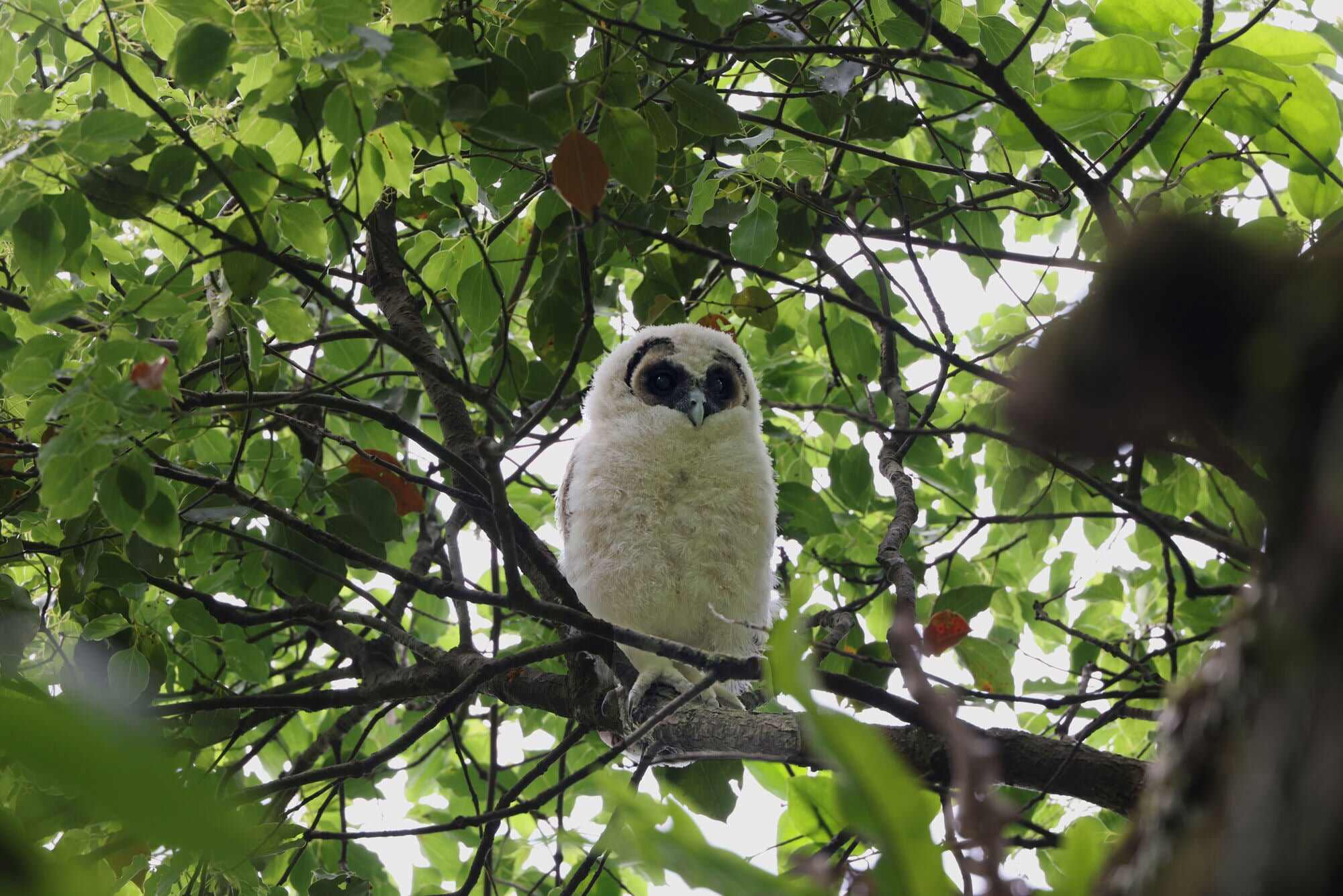 Kadoorie Farm & Botanic Garden is a sanctuary for wild animals. Photo: KFBG