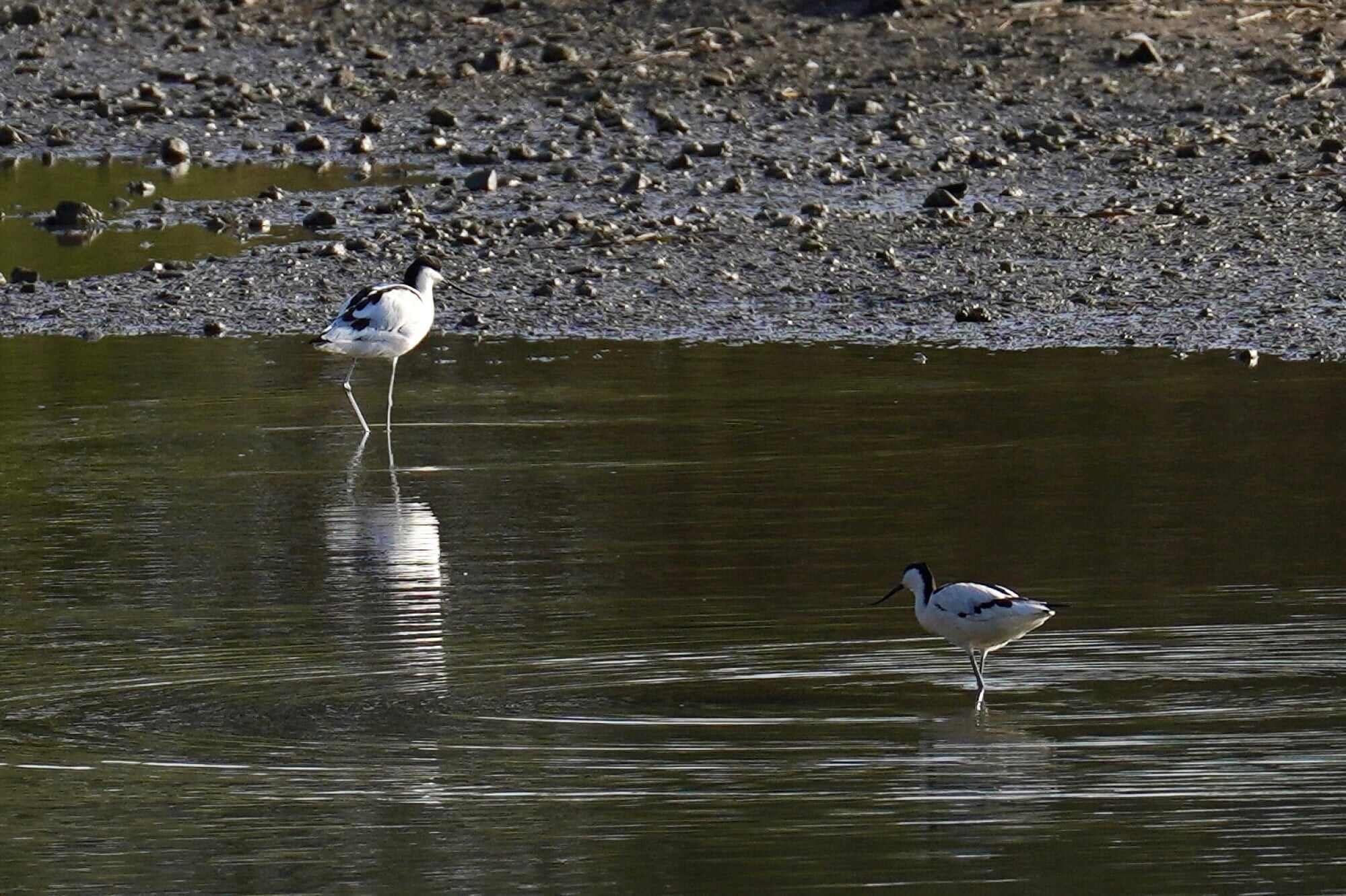 Various bird species can be found at Hong Kong Wetland Park. Photo: Karma Lo