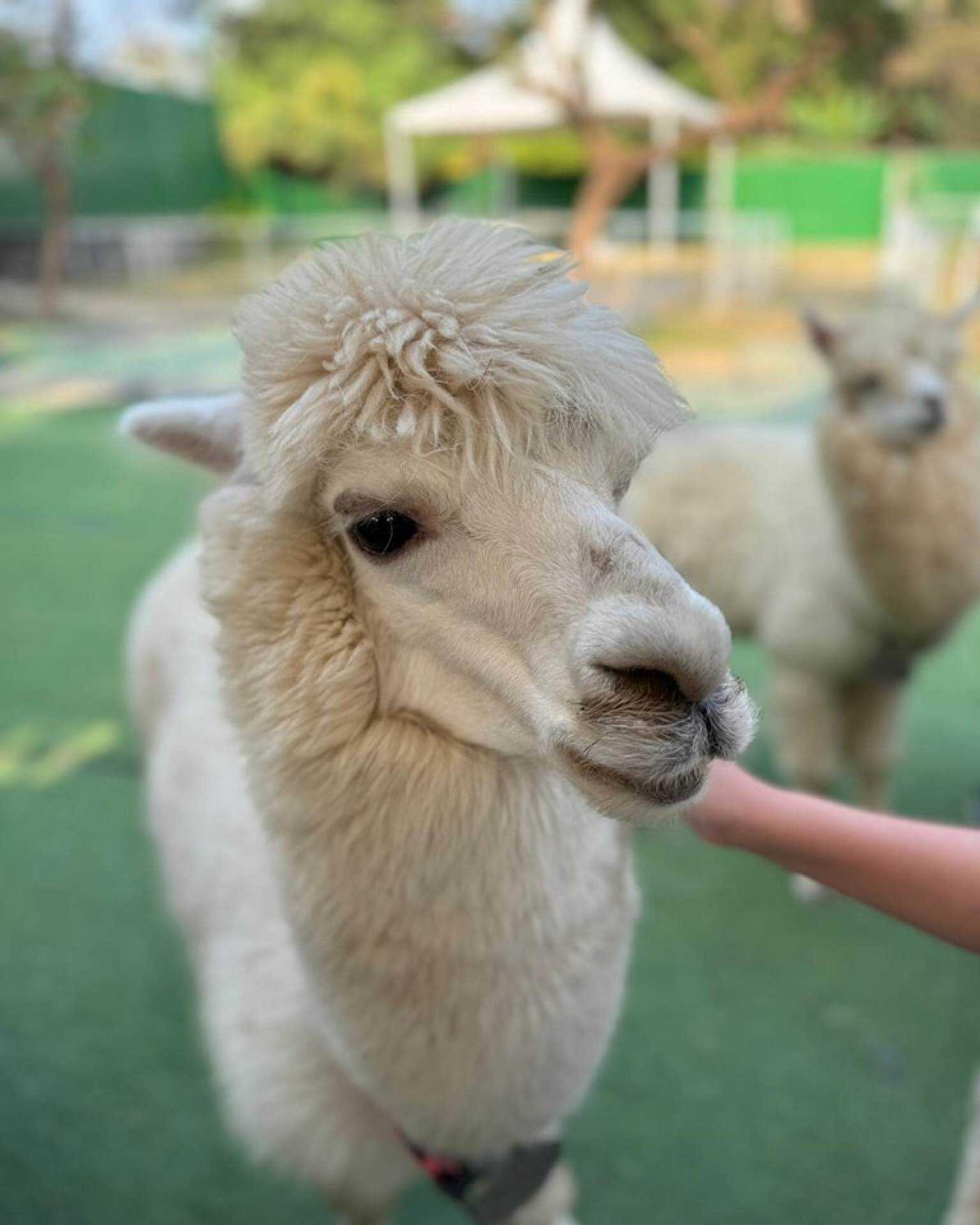 Alpacas at Go Green Organic Farm in Yuen Long. Photo: Instagram/alpaca_pineapplefarm