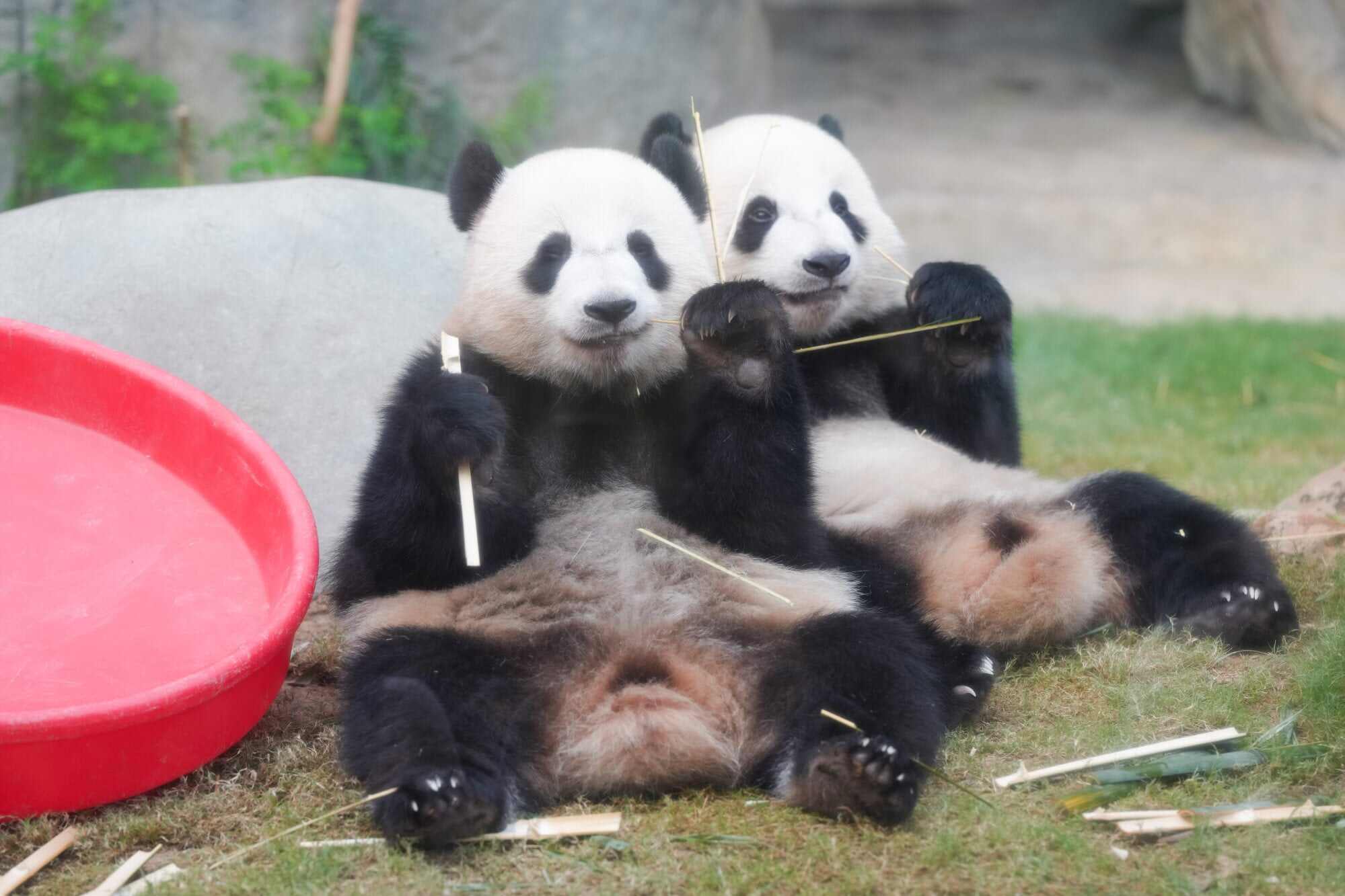 Giant pandas Jia Jia (left) and De De at Ocean Park. Photo: Sam Tsang