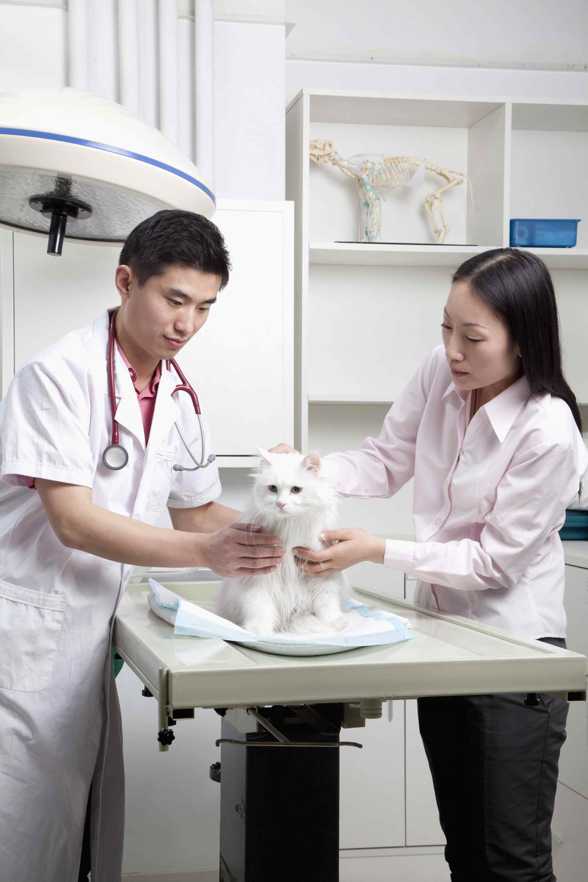 Vets train for years to learn how to take proper care of sick and injured animals. Photo: Shutterstock