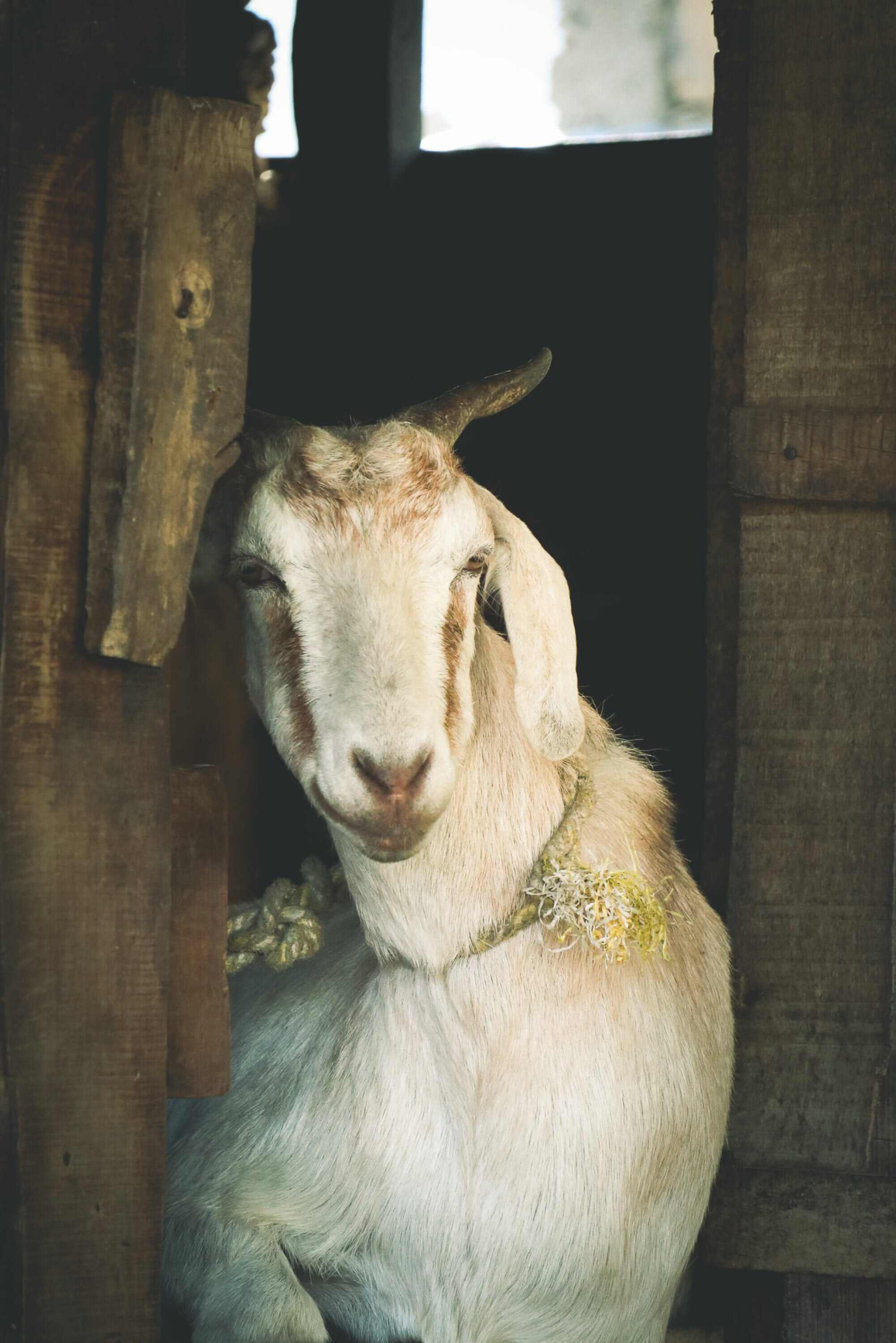 Livestock, such as goats and chickens, can be found throughout the Tamang village where Aaryav stayed. This photo is of a goat outside the family’s home where his group were building a biogas dome. Photo: Aaryav Khaderia