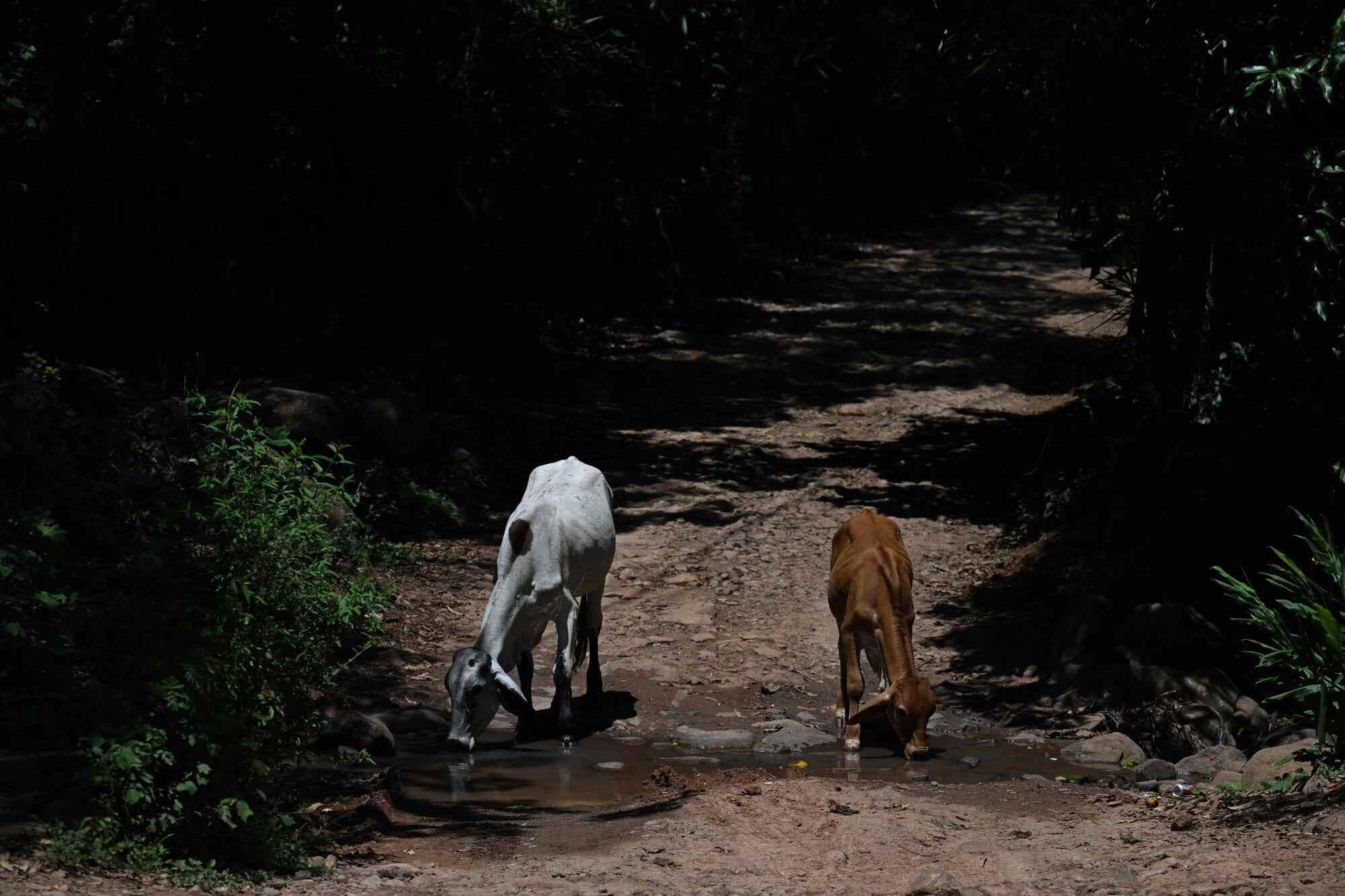 Animals are dropping dead amid the worst drought in living memory for many Central Americans, who are grappling with the unforgiving effects of the powerful El Nino weather pattern. Photo: AFP