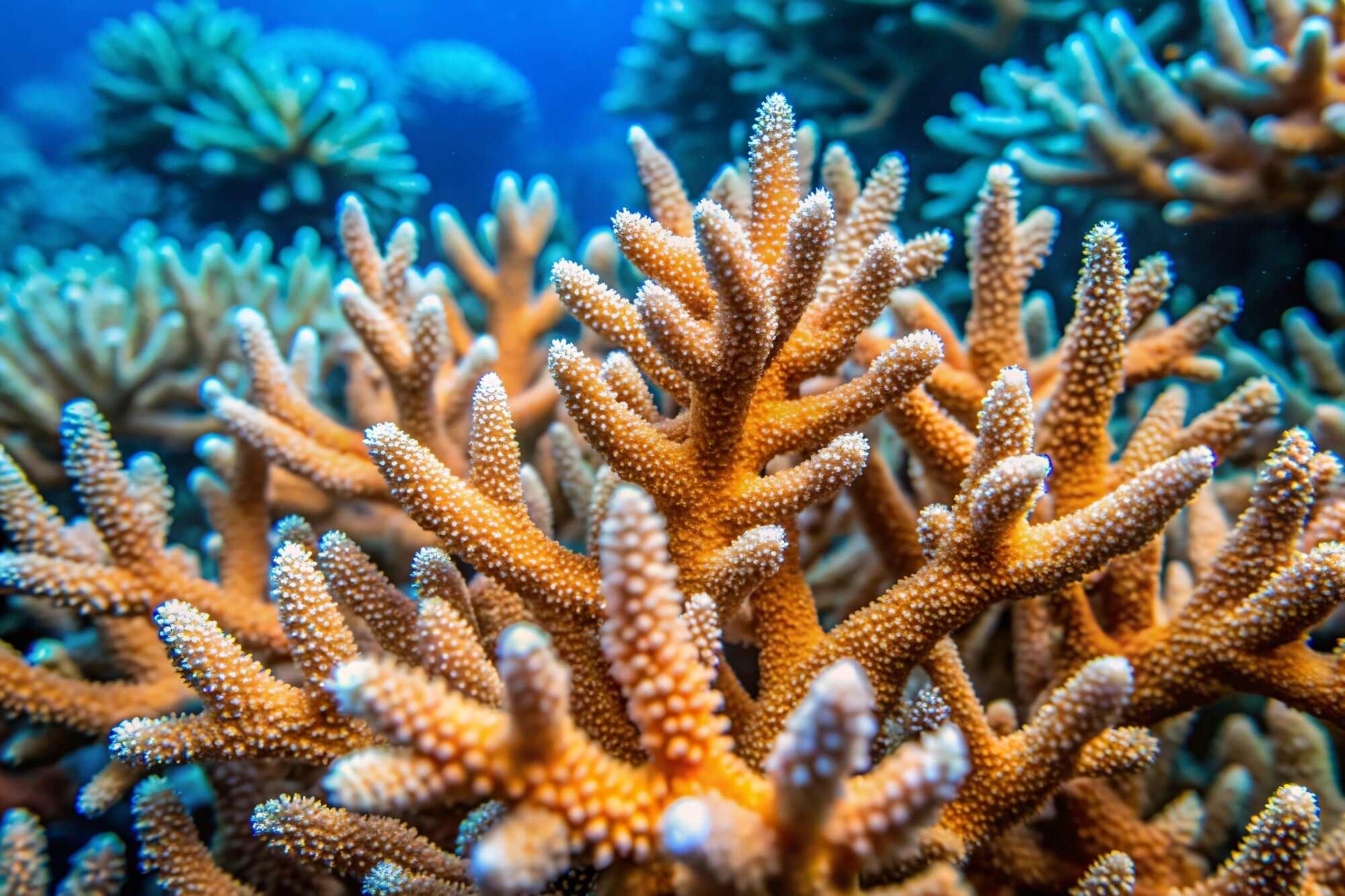 A close-up of branching Acropora coral, like the fragments planted by Hayley. Photo: Shutterstock