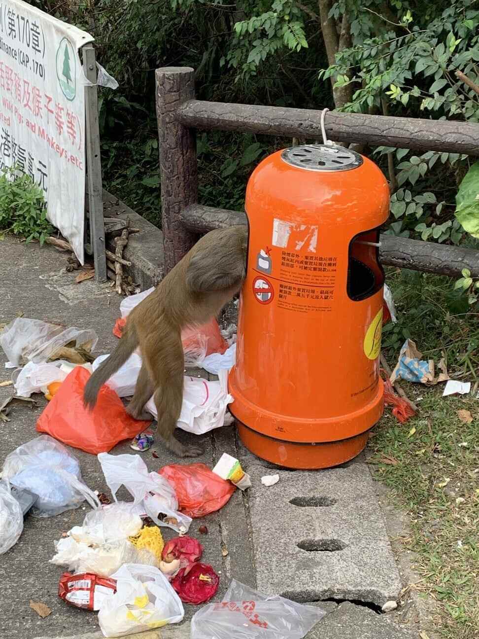 Macaques (wild monkeys) are seen digging through the rubbish on the Maclehose Trail. It's dangerous for the monkeys to eat human food. Photo: SCMP/ Yves Sieur