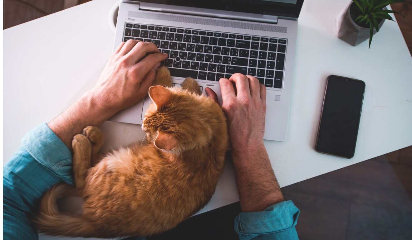 I've noticed you are typing instead of petting me, and I think we need to discuss this.