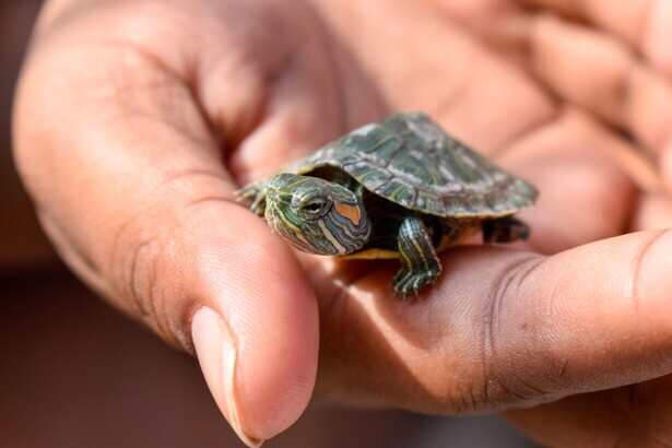 If your slider hisses at you when you try to pick it up, that's a sign that you should leave it alone for a while